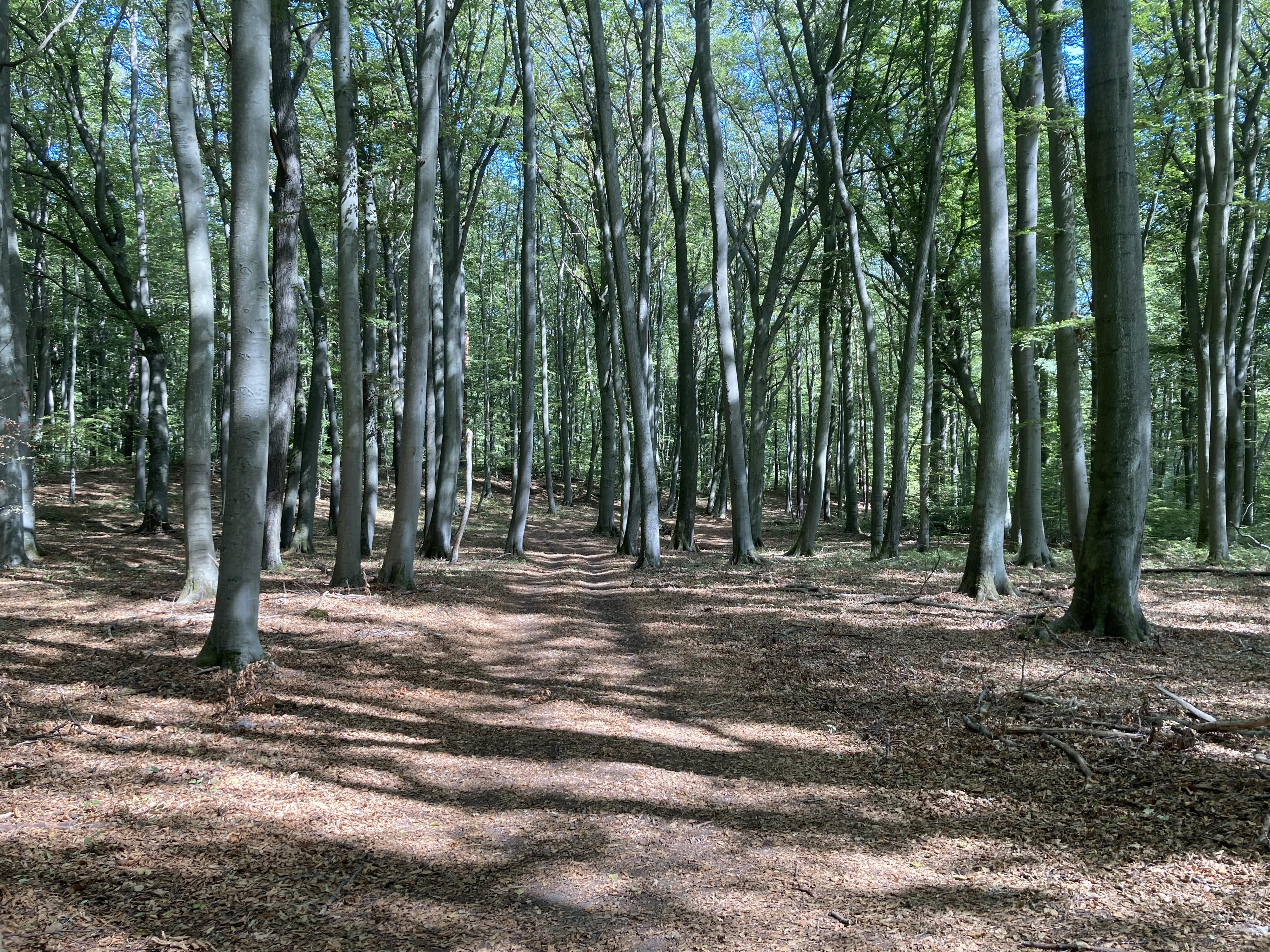 Wald, @ M. Schmitz