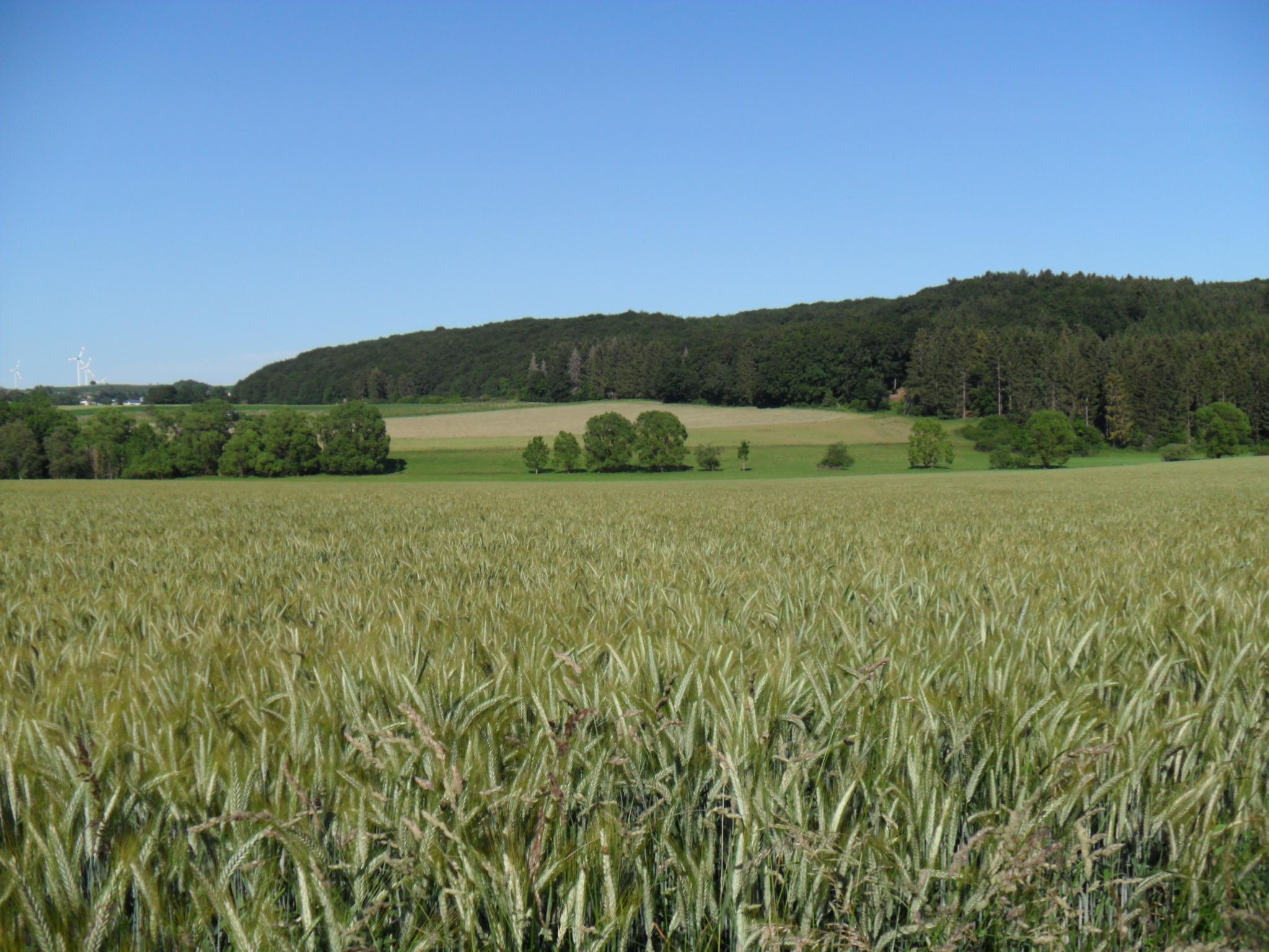 g-rgenhof-rommersheim