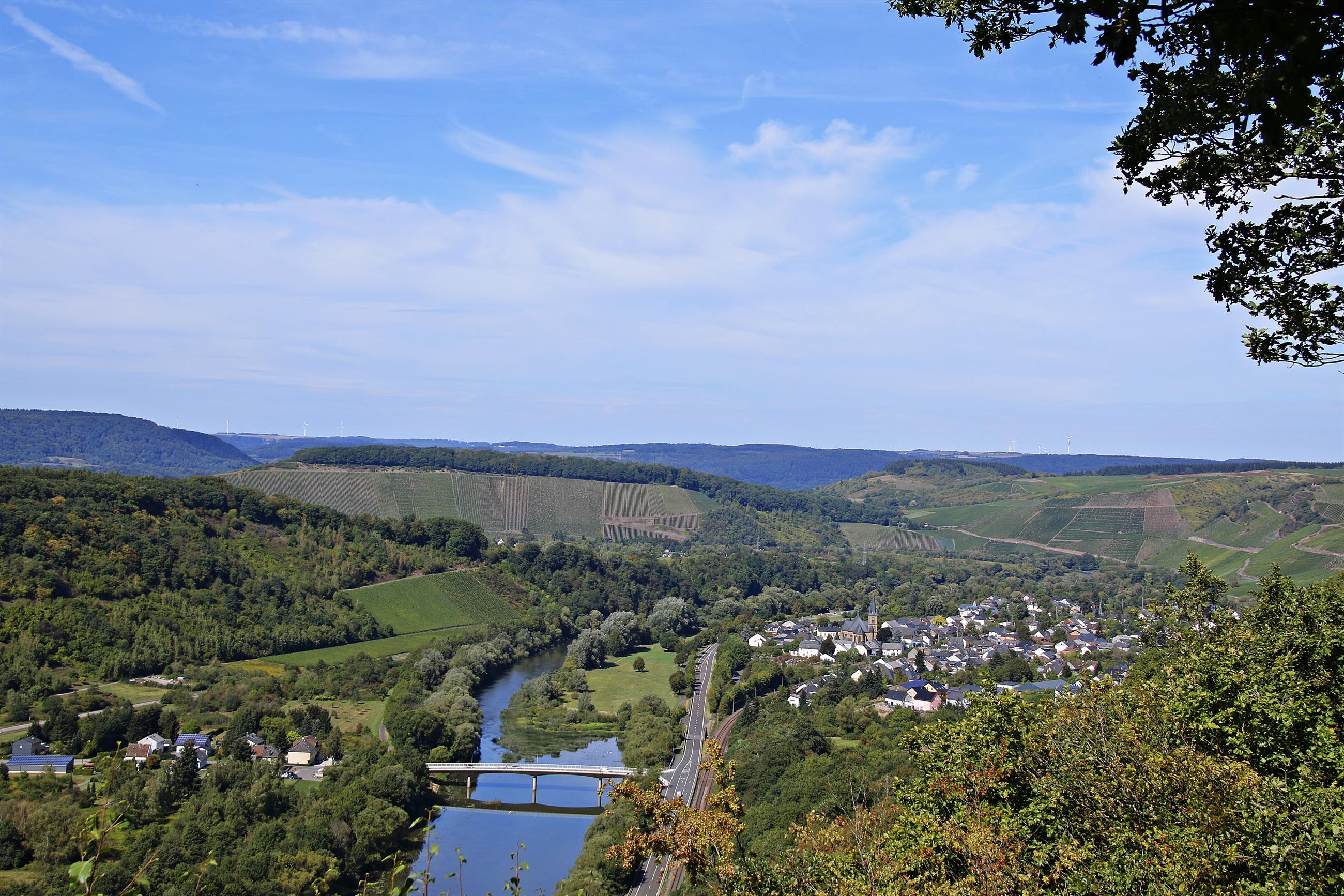 Saar-Riesling-Steig (04)