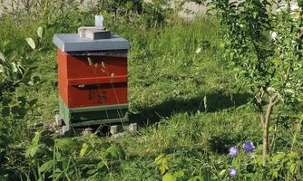 Hier sind die Bienen zu Hause