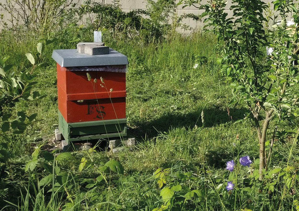 Hier sind die Bienen zu Hause