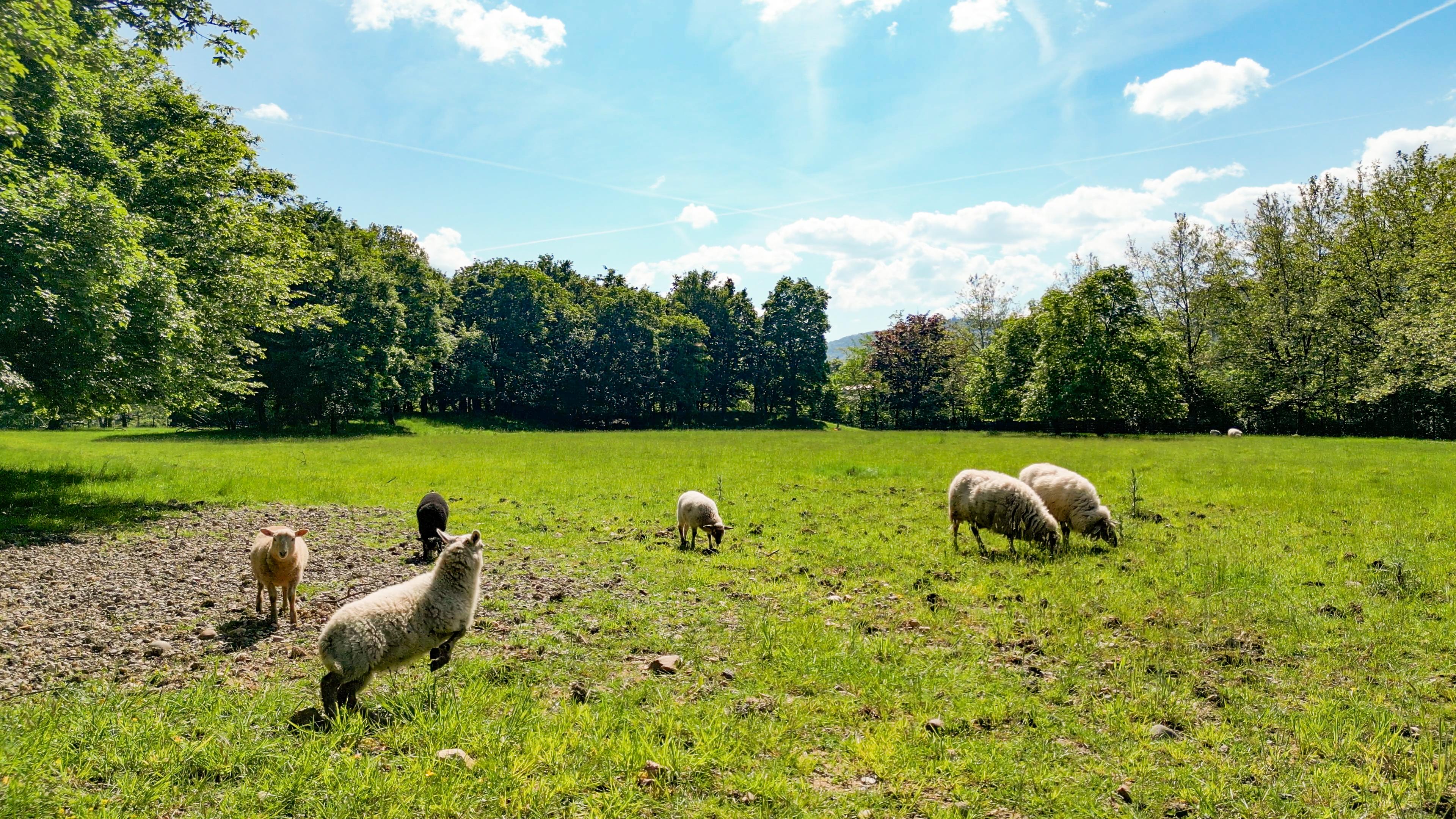 Schafe im Kurpark