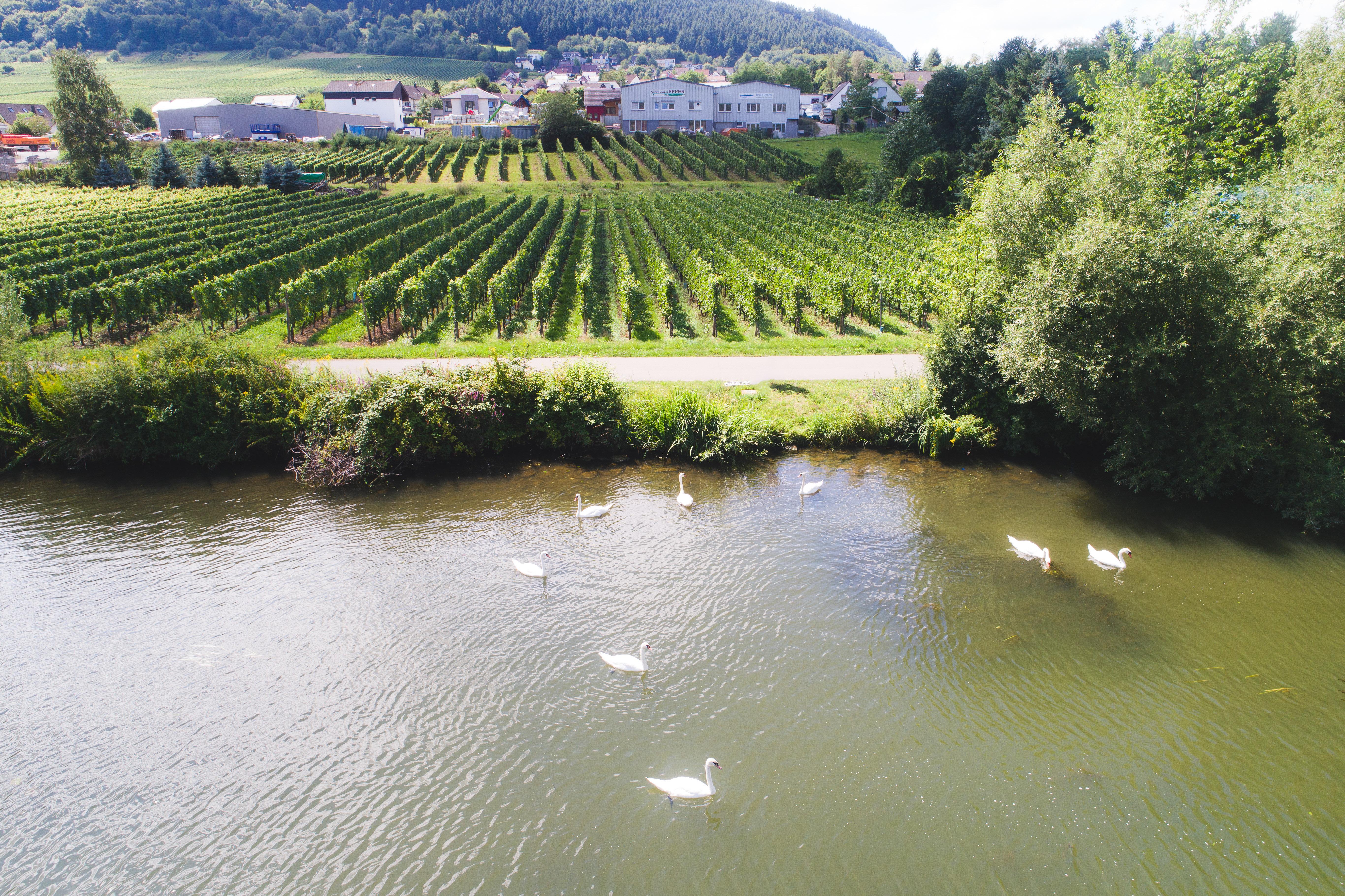 Mosel mit Mehring im Hintergrund