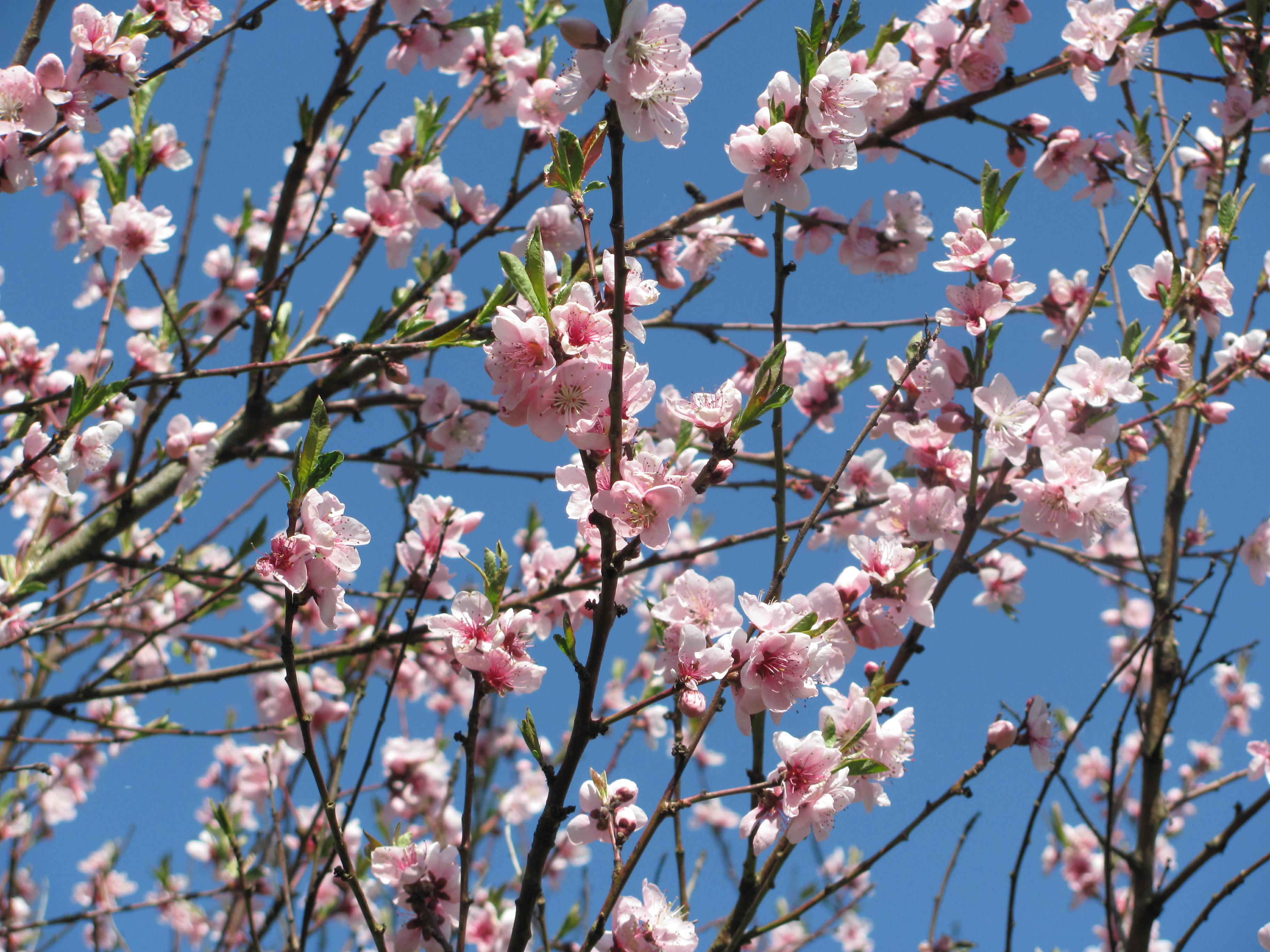 Pfirsichblüte