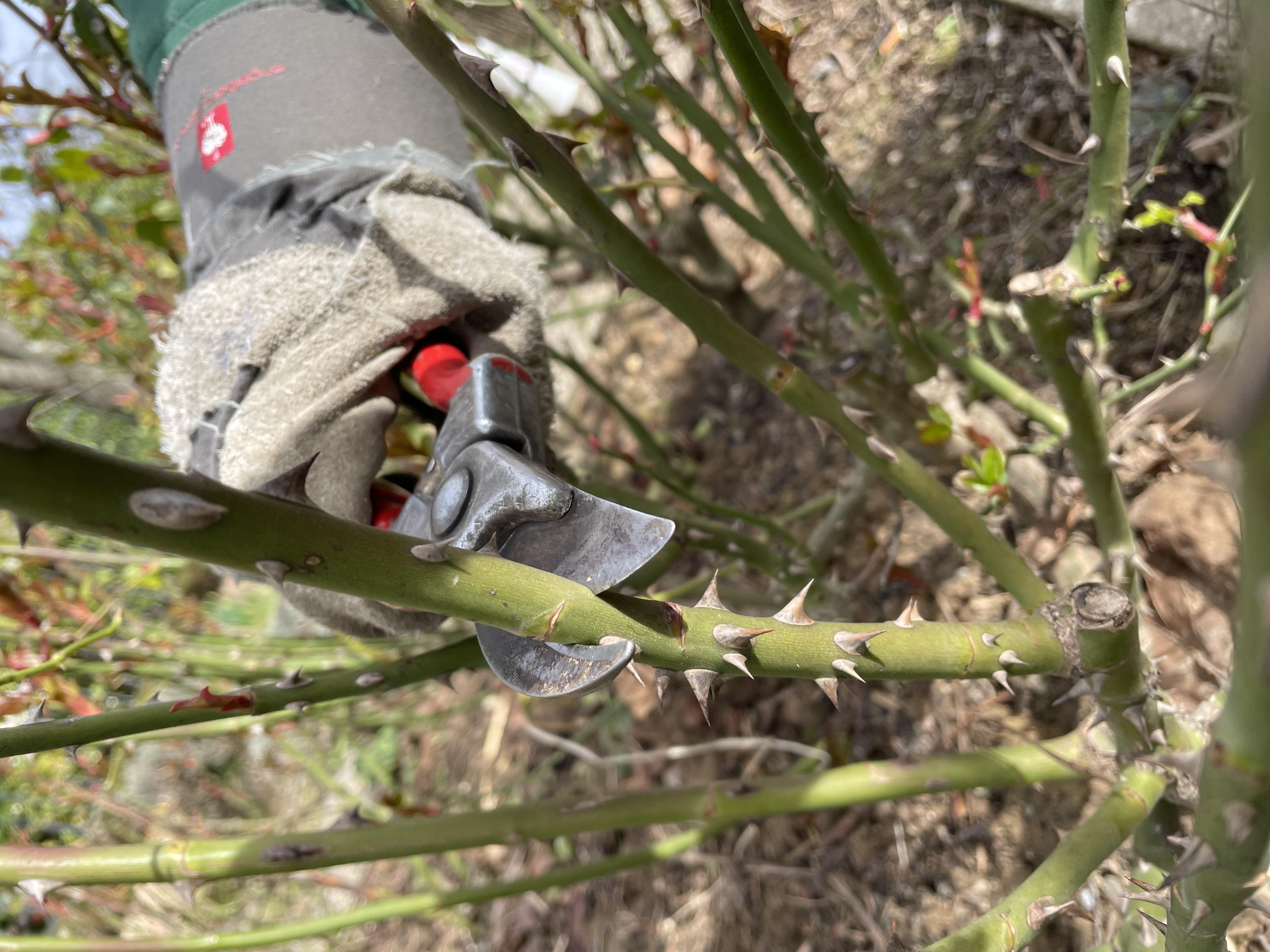 Rosenschnittkurs im Garten der Kurfürstlichen Burg
