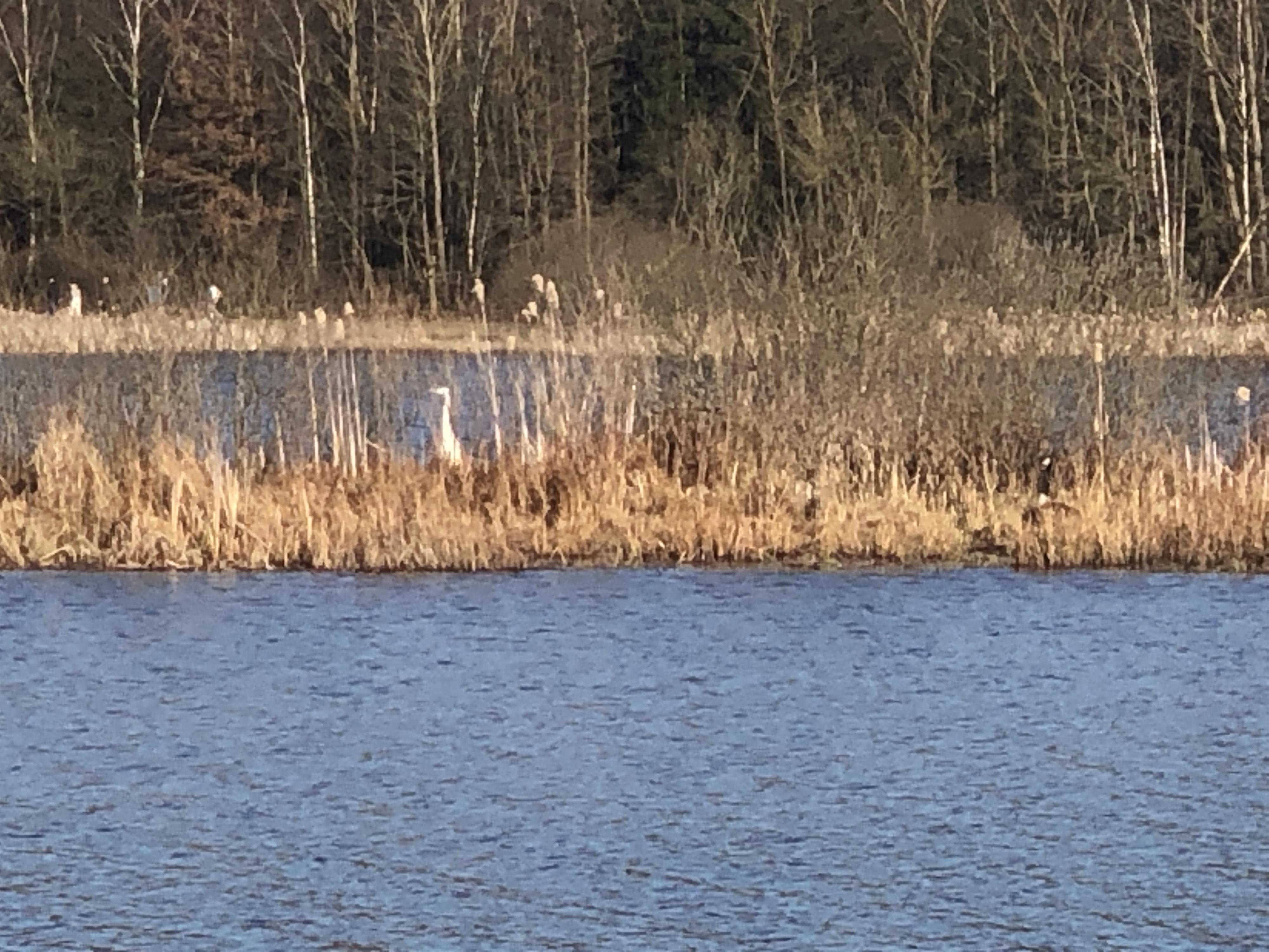 Am Jungferweiher