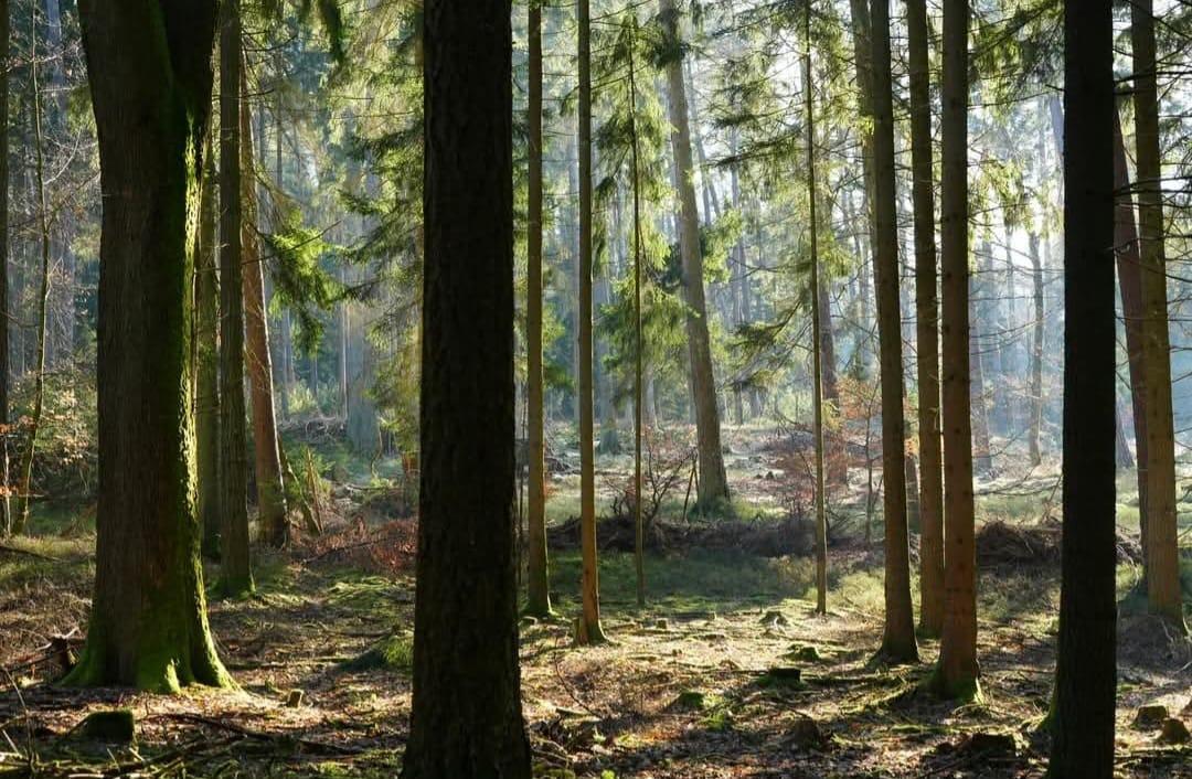 Meulenwald