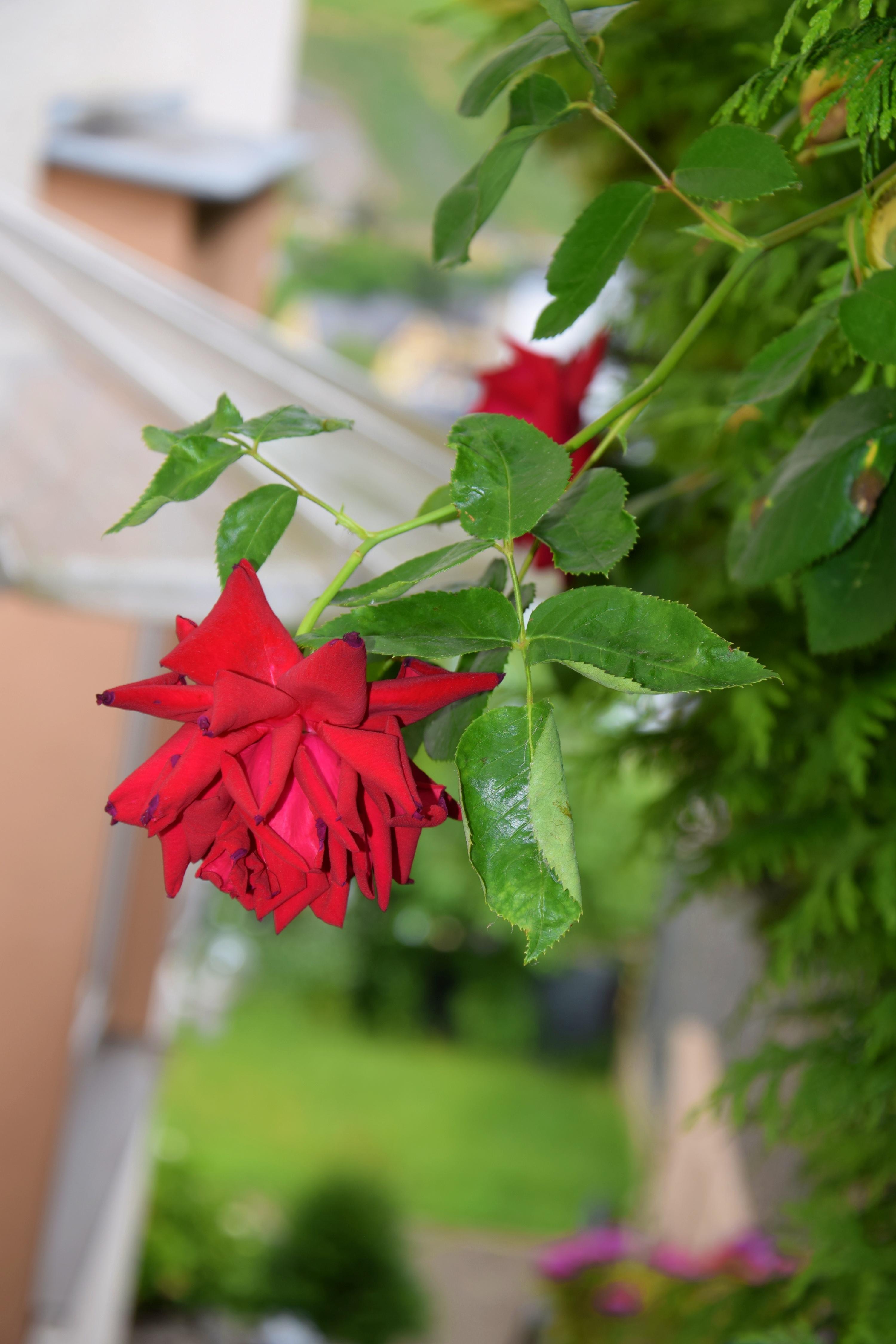 Blumen