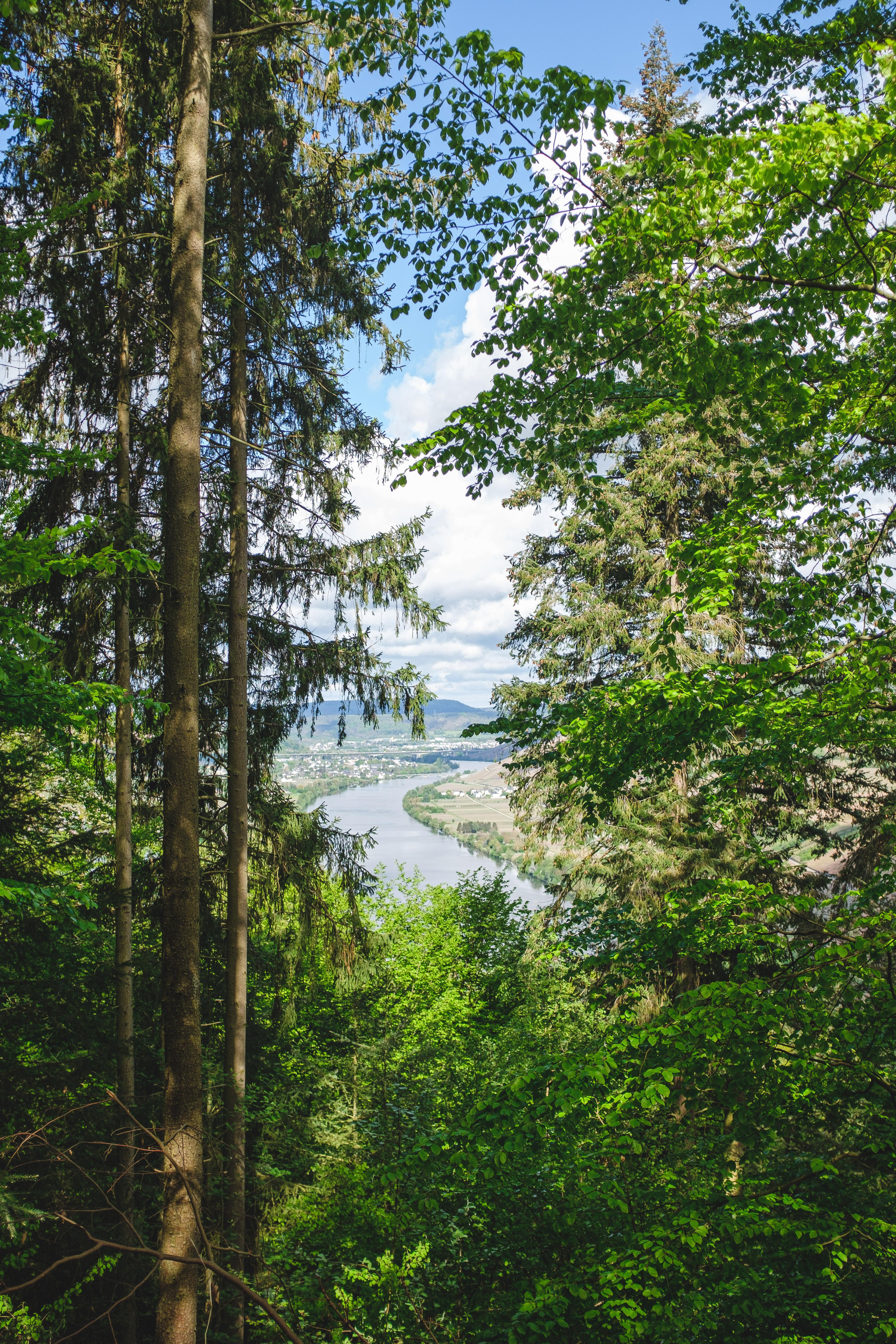 Blick auf den Nachbarort Riol vom "Felsenkreuz"
