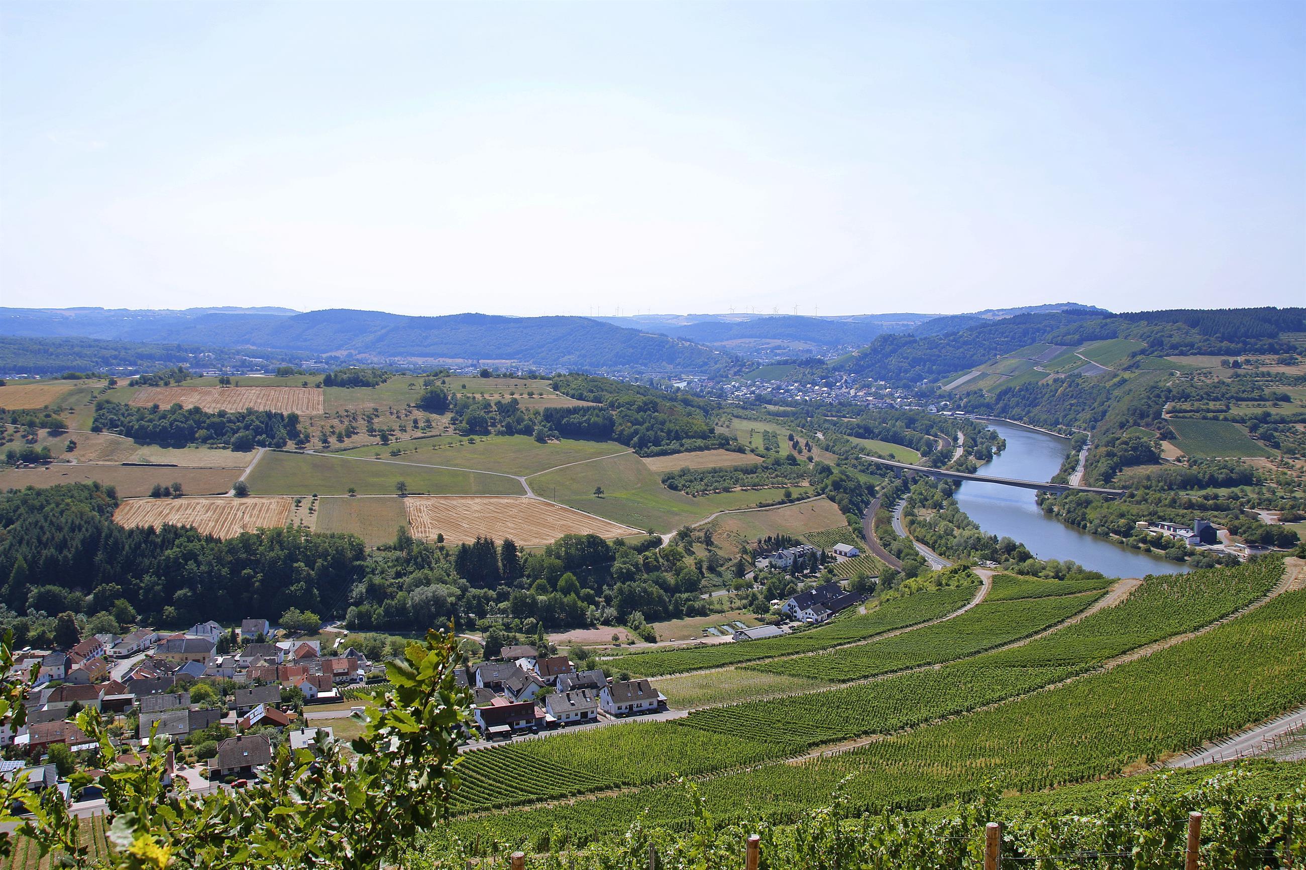 Saar-Riesling-Steig (03)