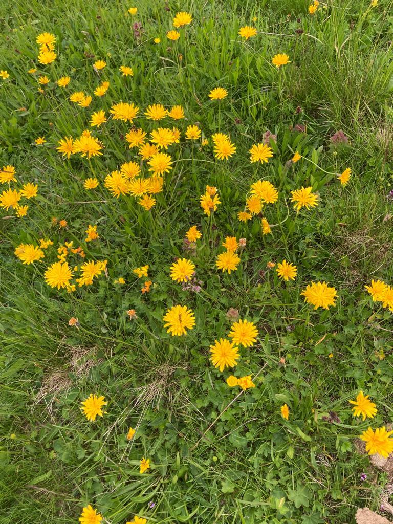 Alpenfrühling Alpenfrühling