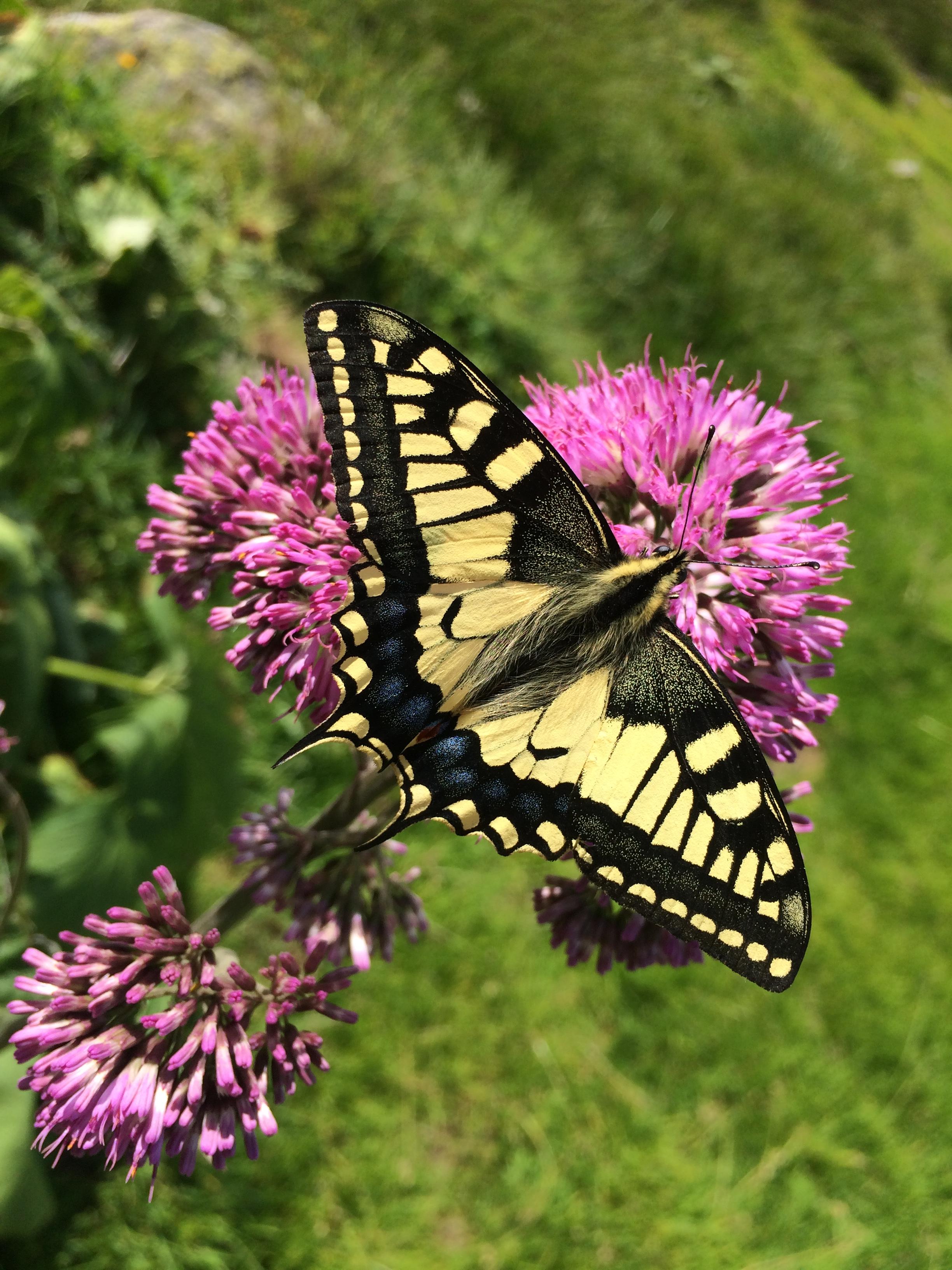 Flora und Fauna in Bellwald Flora und Fauna in Bellwald