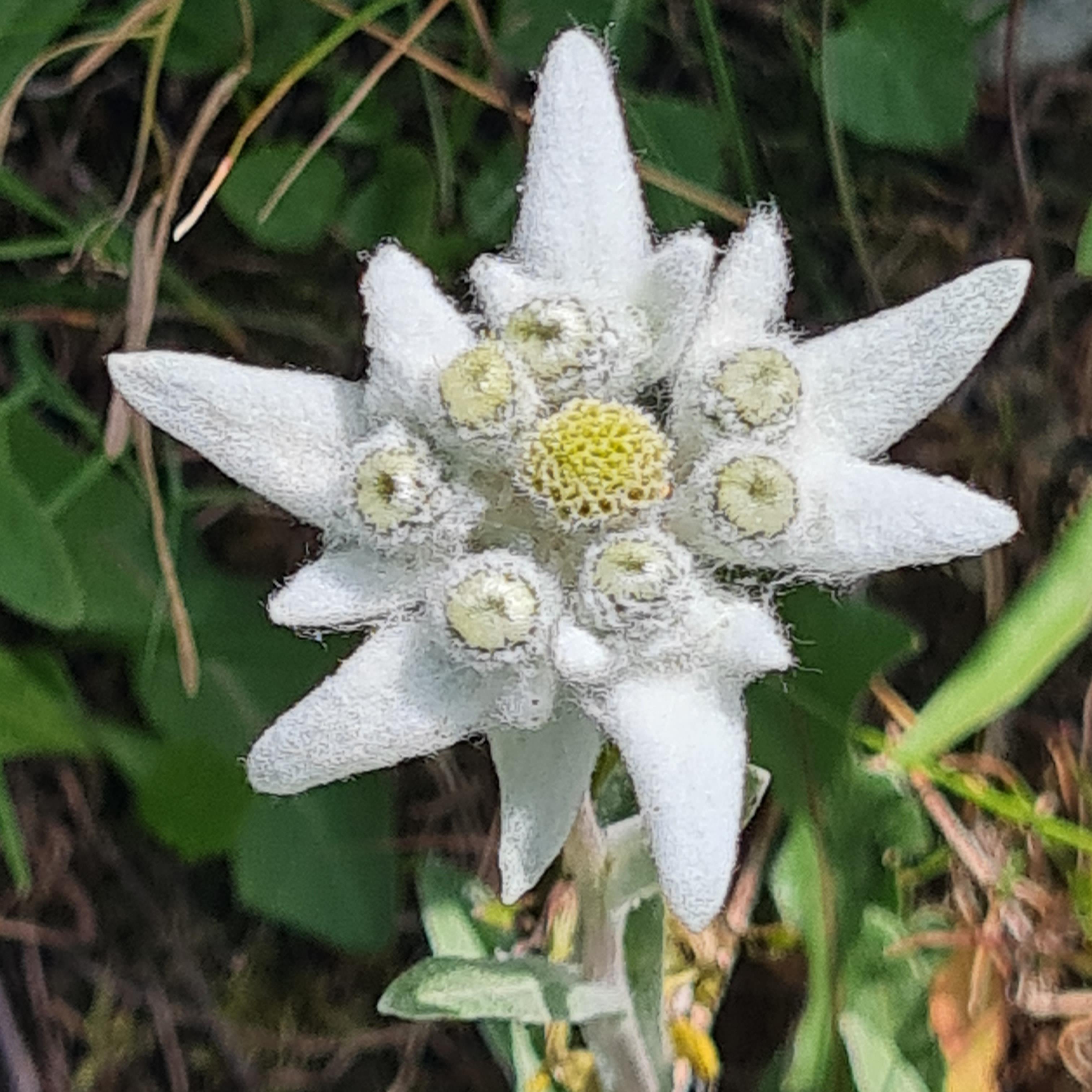 Edelweiss Edelweiss