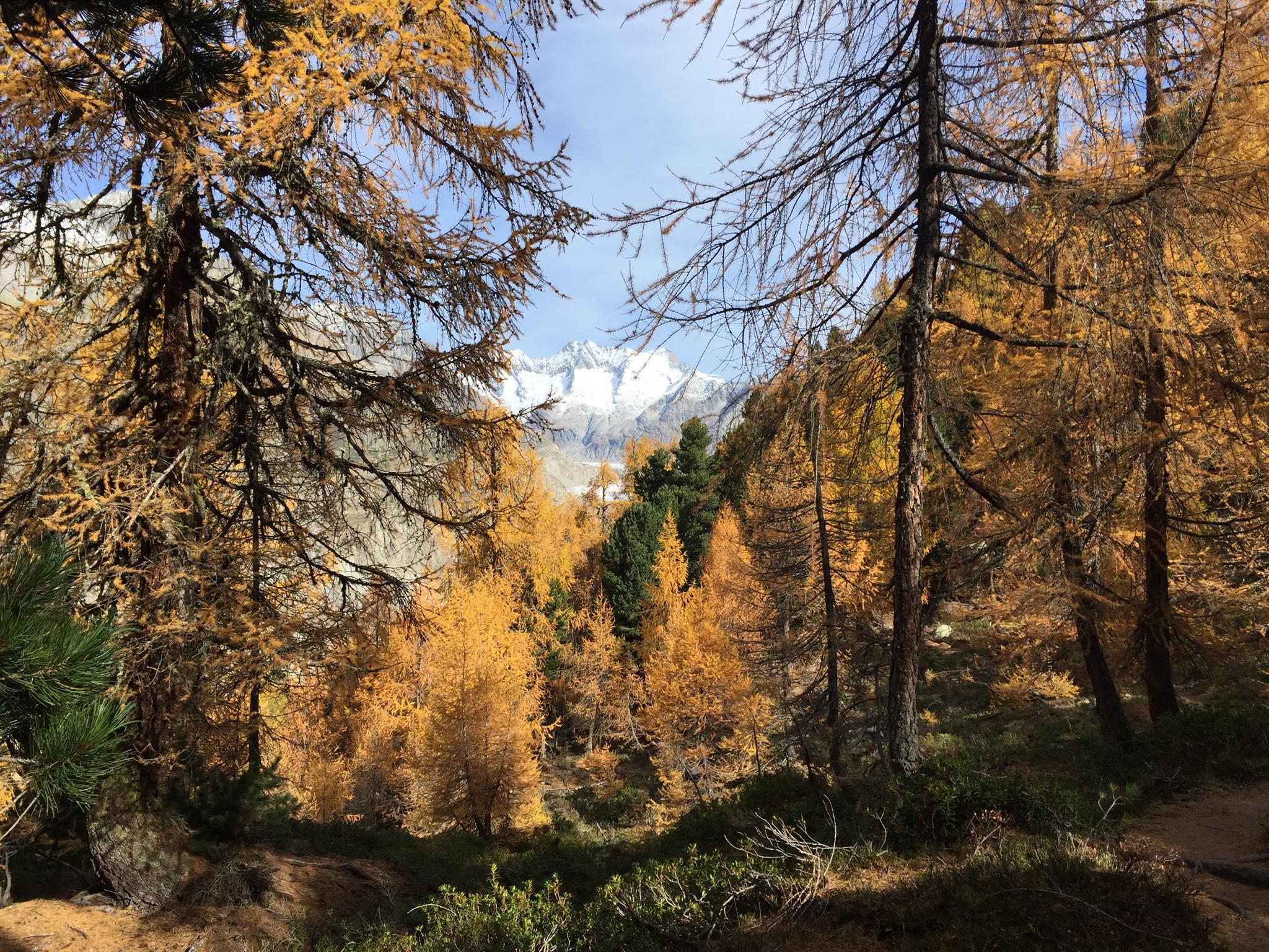 Aletschwald im Herbst Aletschwald im Herbst