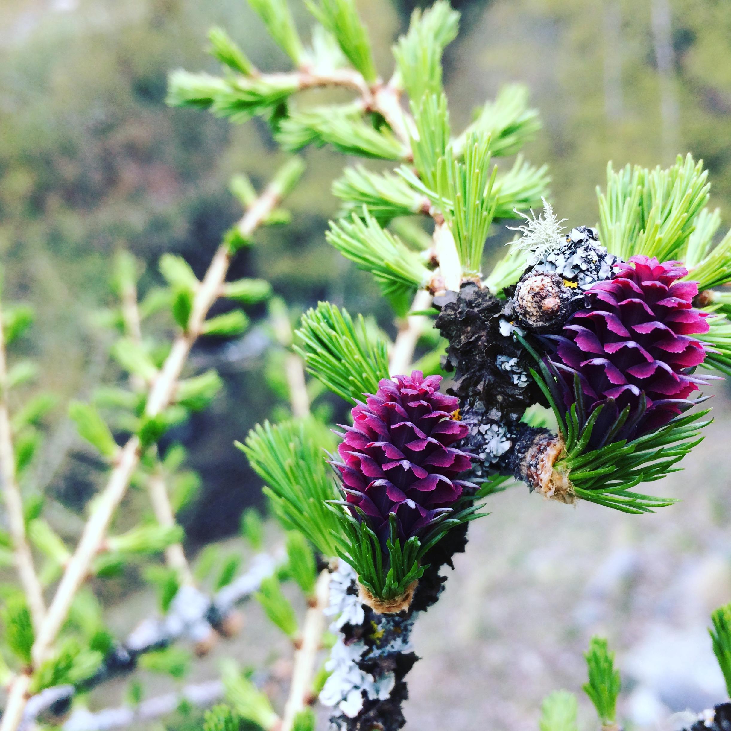 Lärchenblüten im Frühling Lärchenblüten im Frühling