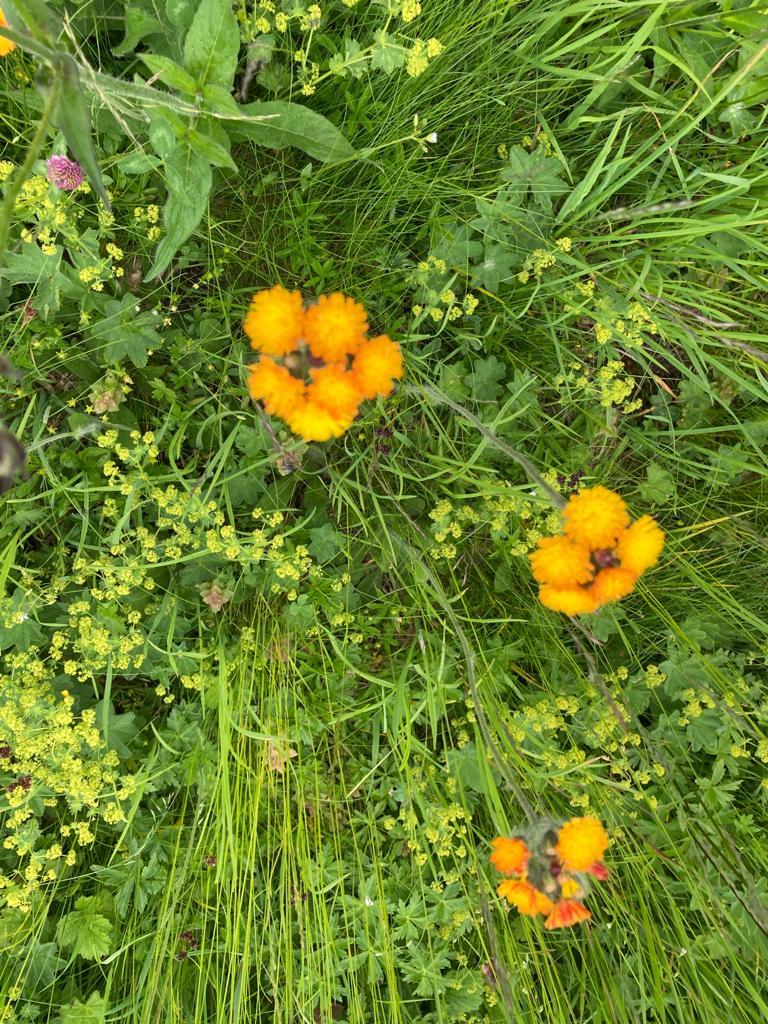 Alpenfrühling Alpenfrühling