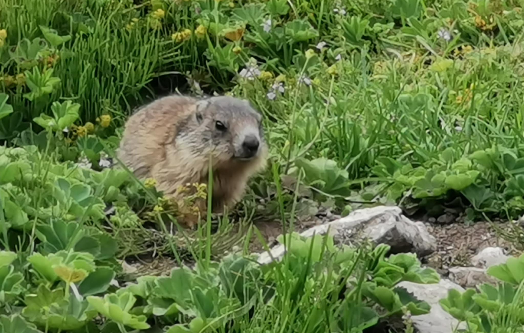 Murmeli unterwegs Murmeli unterwegs