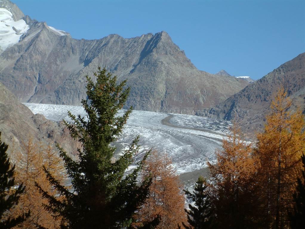 Aletschwald im Herbst Aletschwald im Herbst
