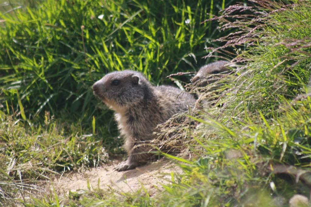 Murmeltier Natur Murmeltier Natur