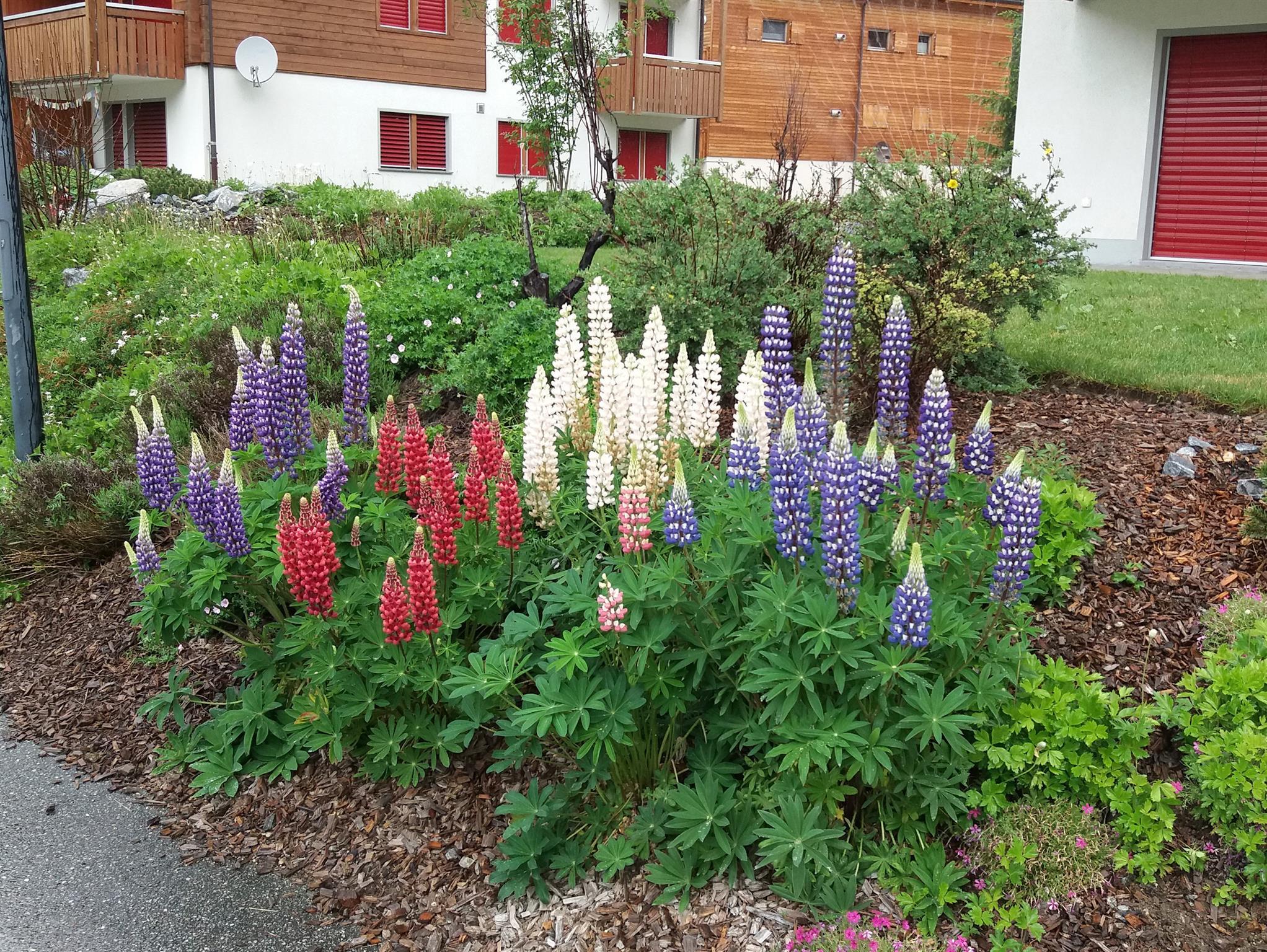 Garten im Sommer Garten im Sommer