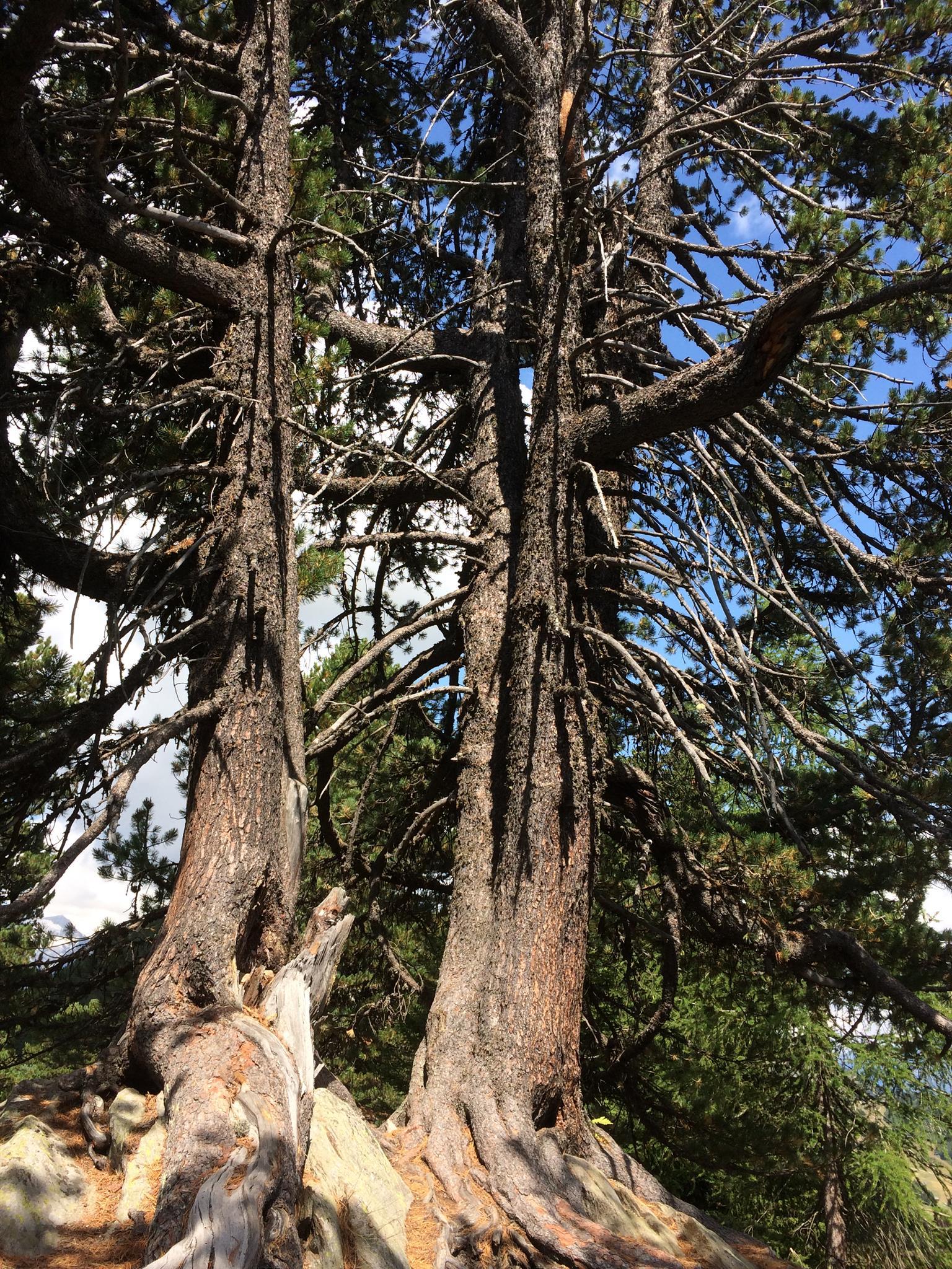 Knorrig und alt Knorrig und alt