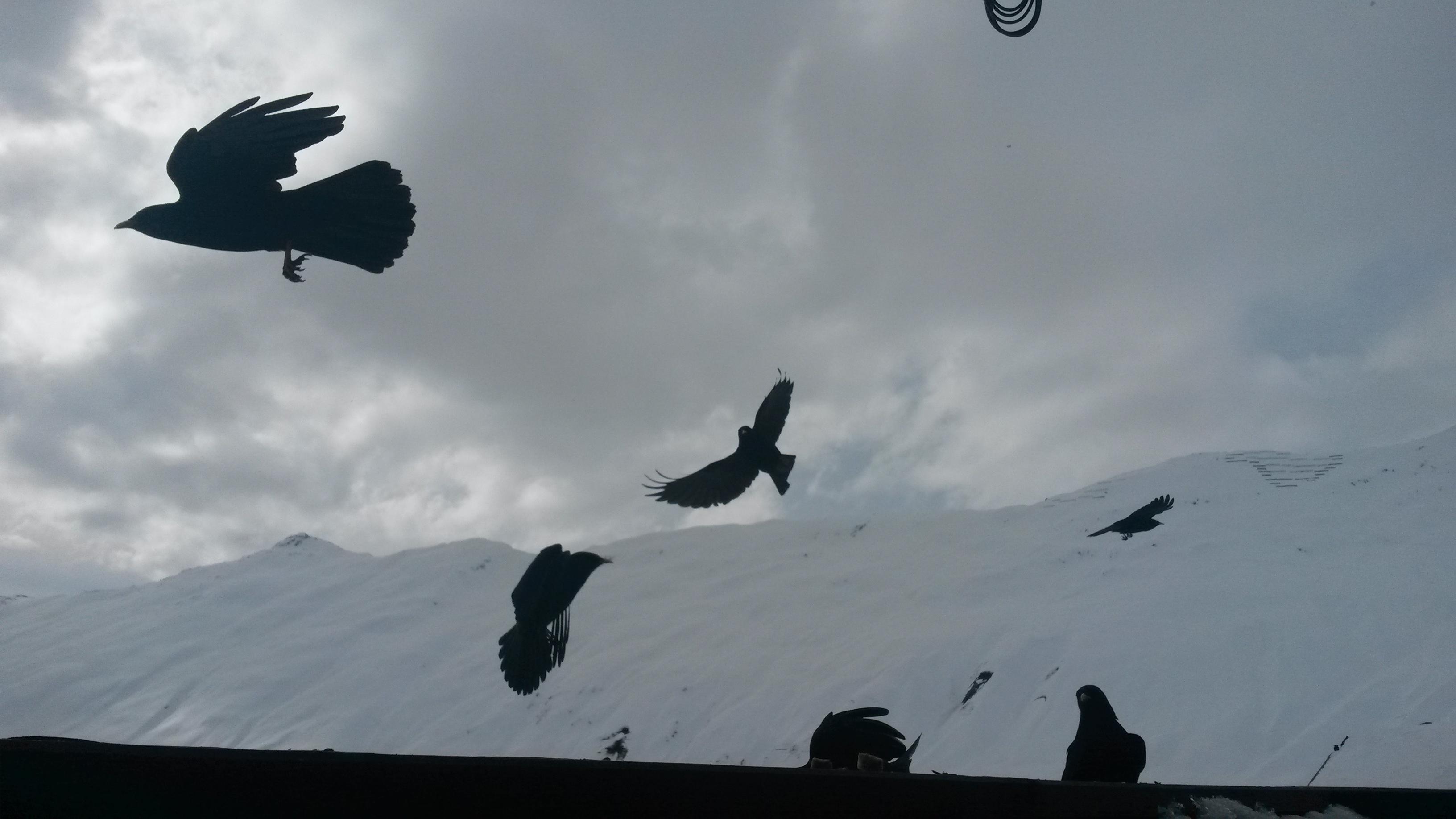 Bergdohlen zu Besuch Bergdohlen zu Besuch