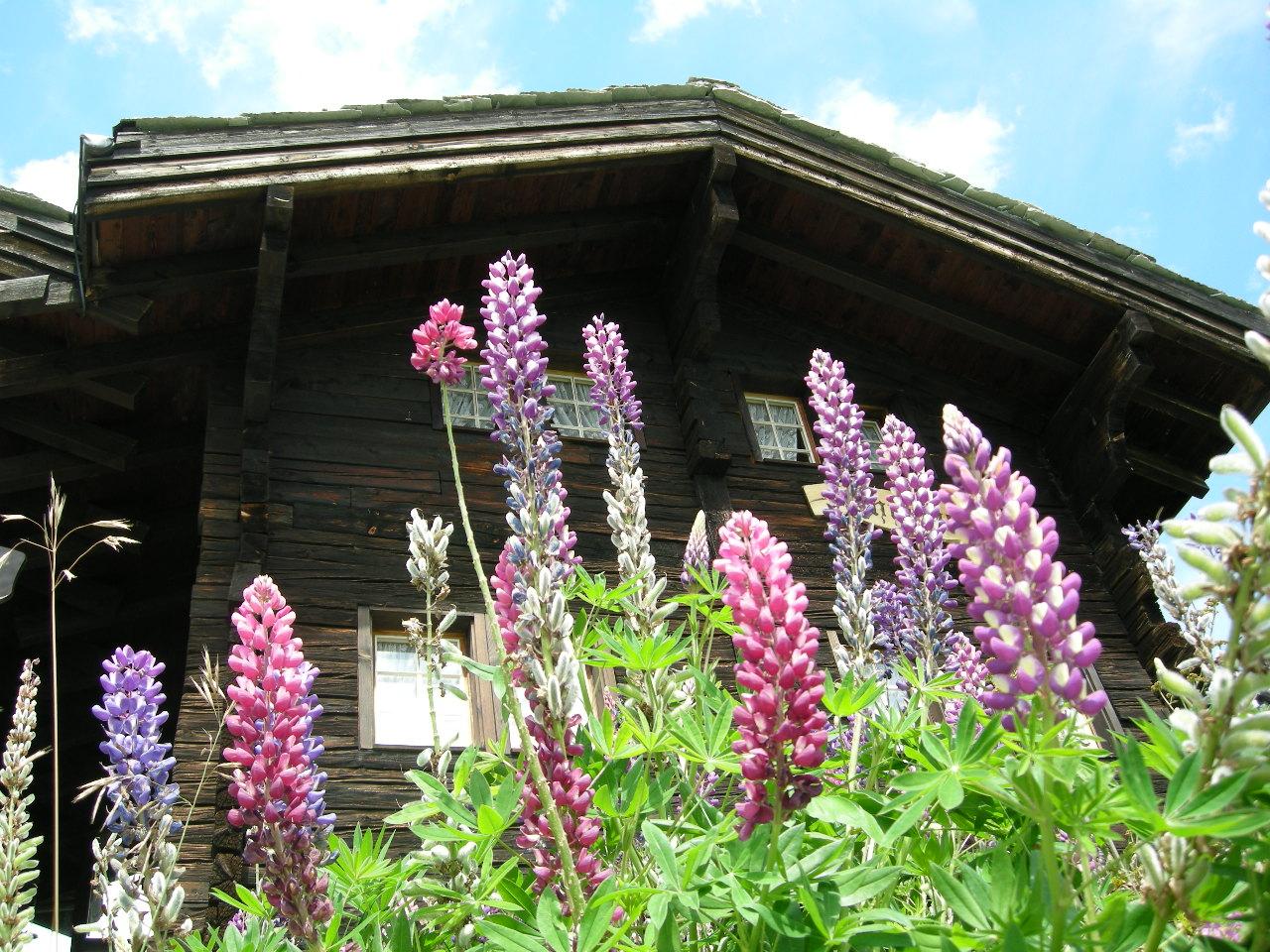 Riederalp Sommerstimmung Riederalp Sommerstimmung