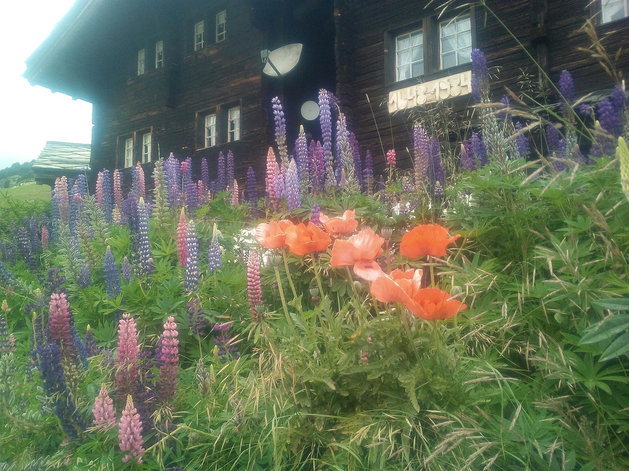 IMG_20200716_152603 IMG_20200716_152603