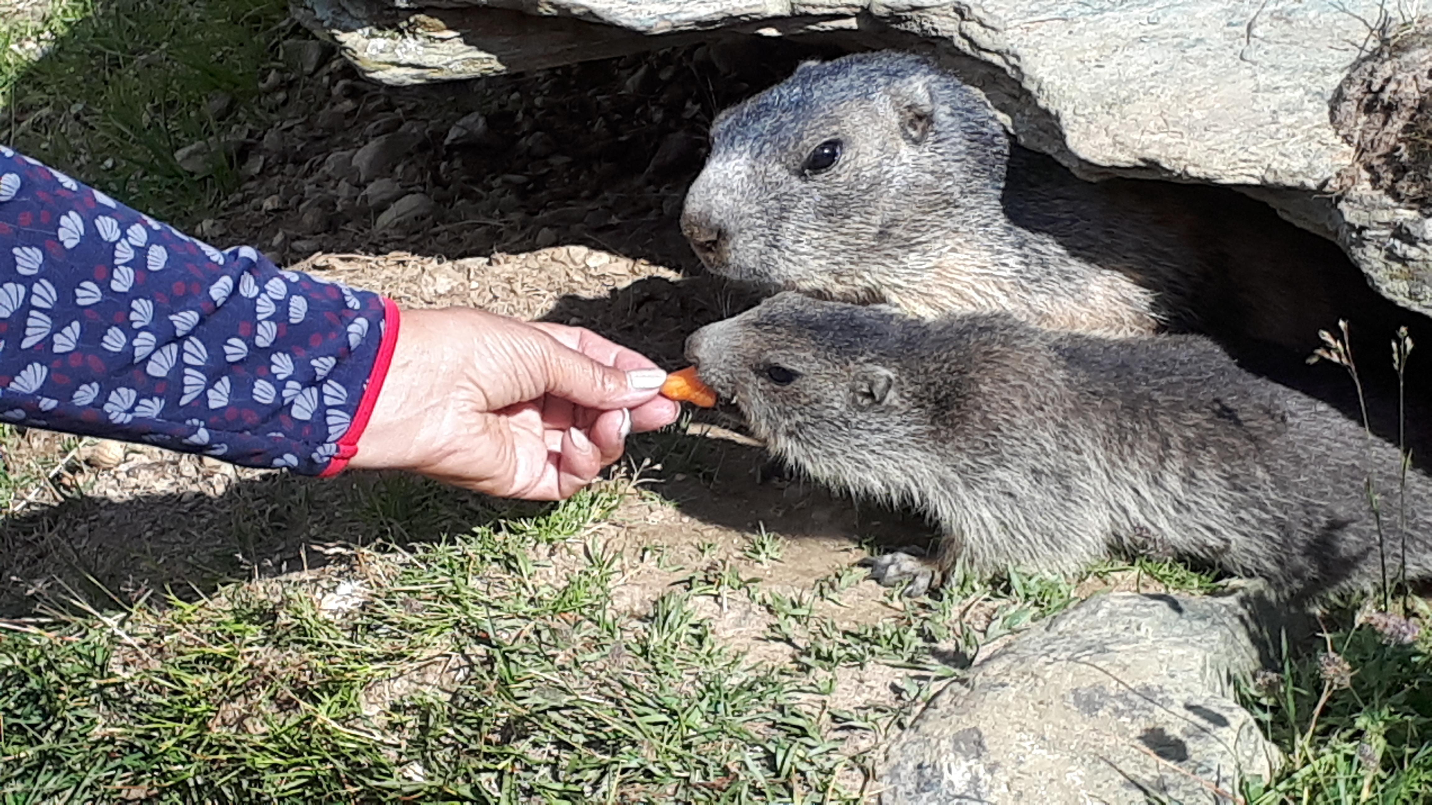 Murmeltiere Murmeltiere