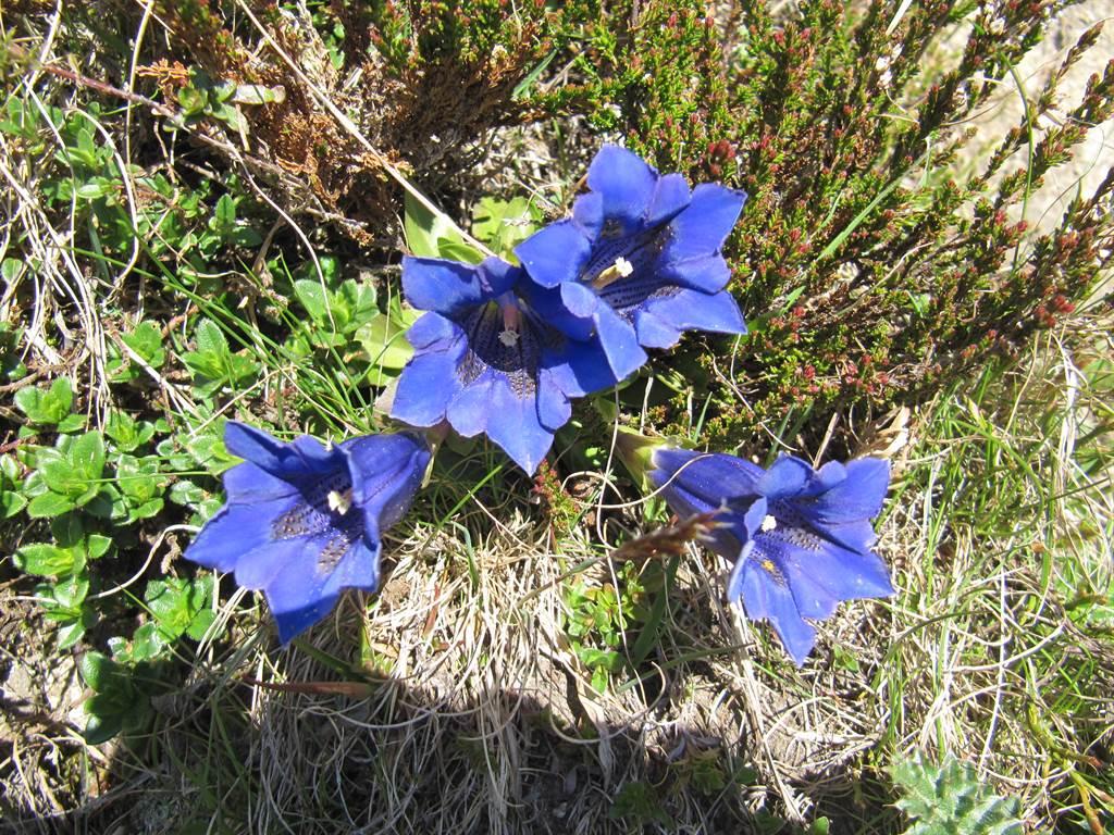 Wunderschöne Enzian Wunderschöne Enzian