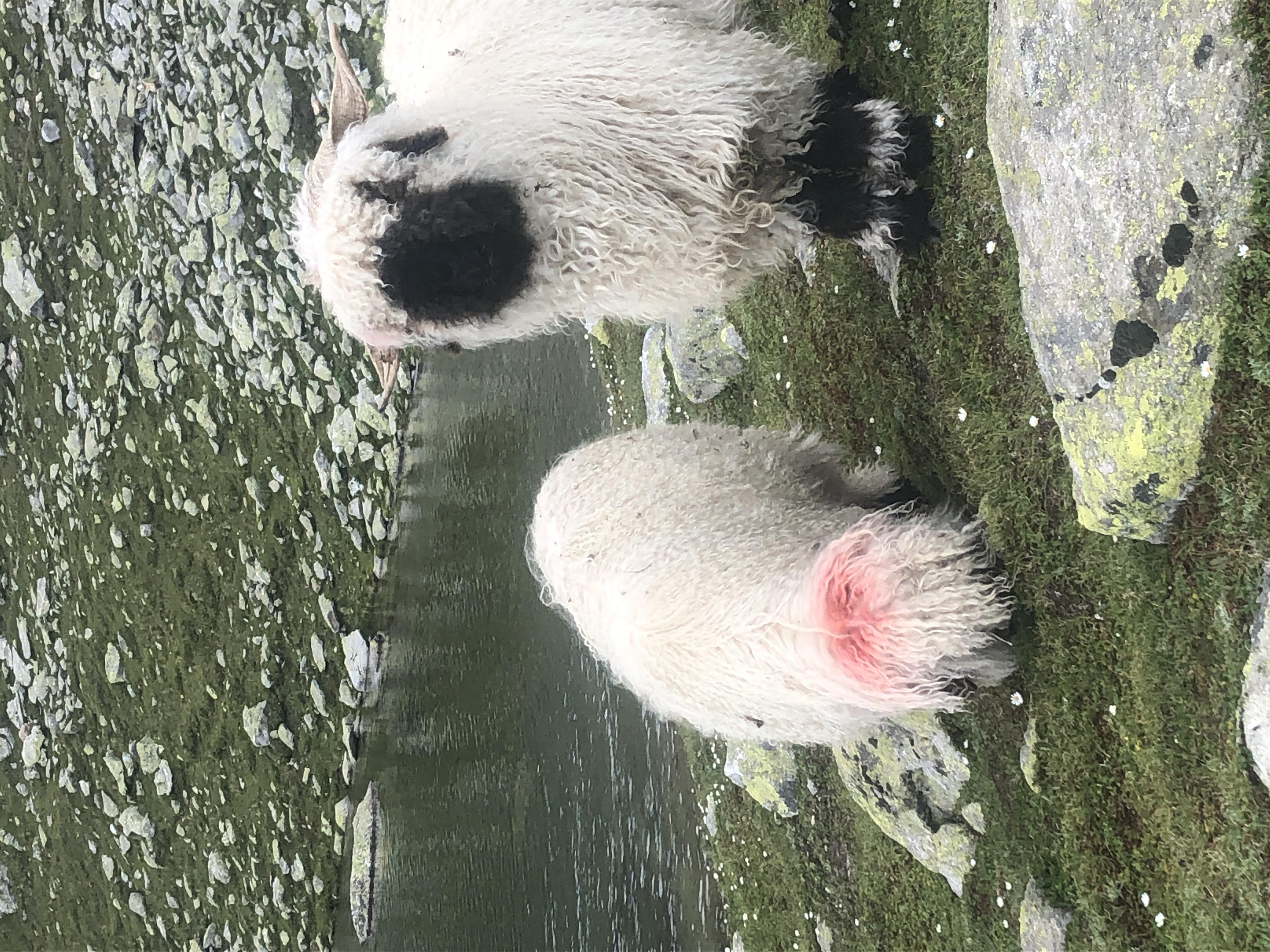 wallise blacknose - Seeenwanderung wallise blacknose - Seeenwanderung