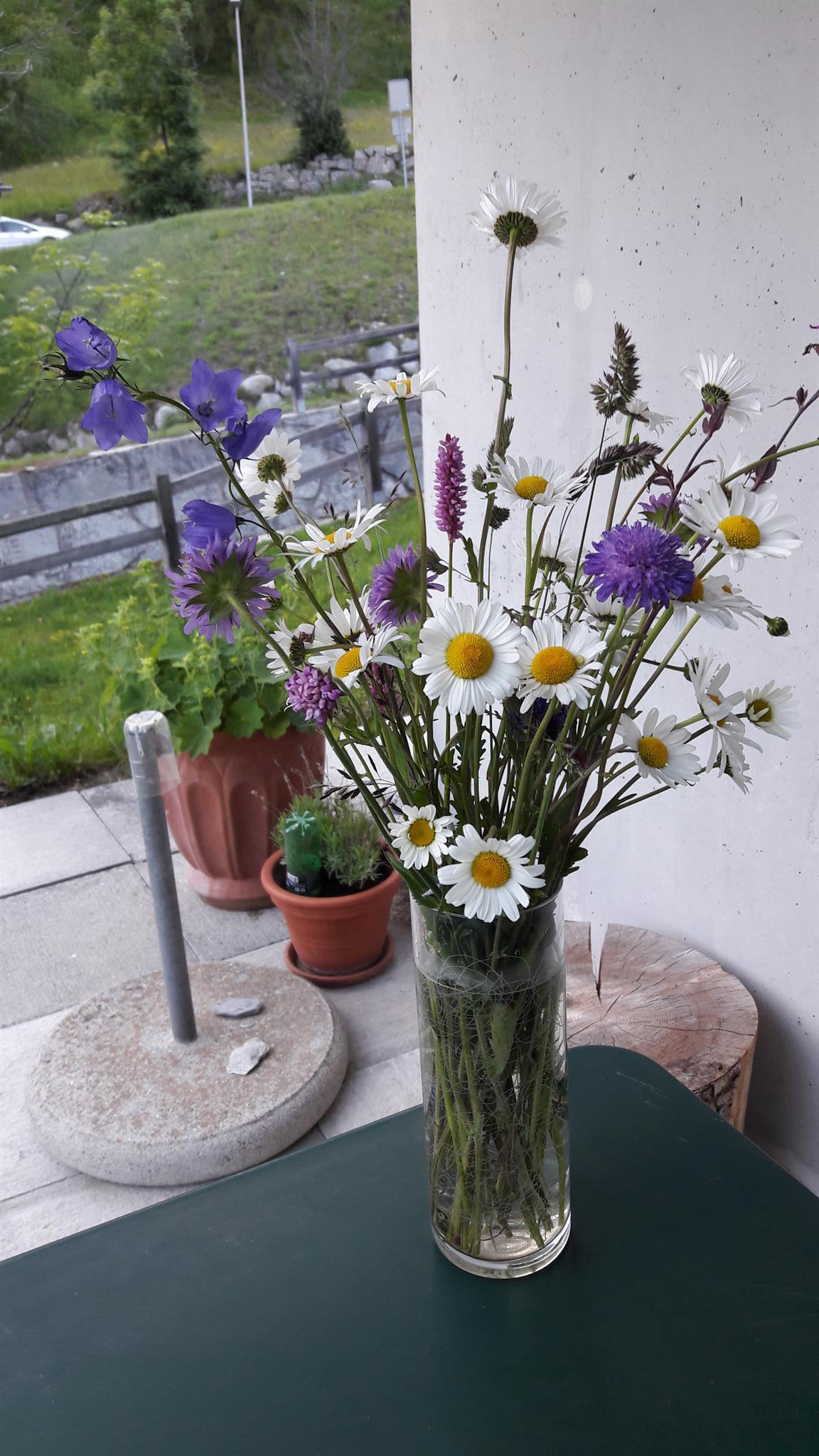 Blumen20200619_204558 Blumen20200619_204558