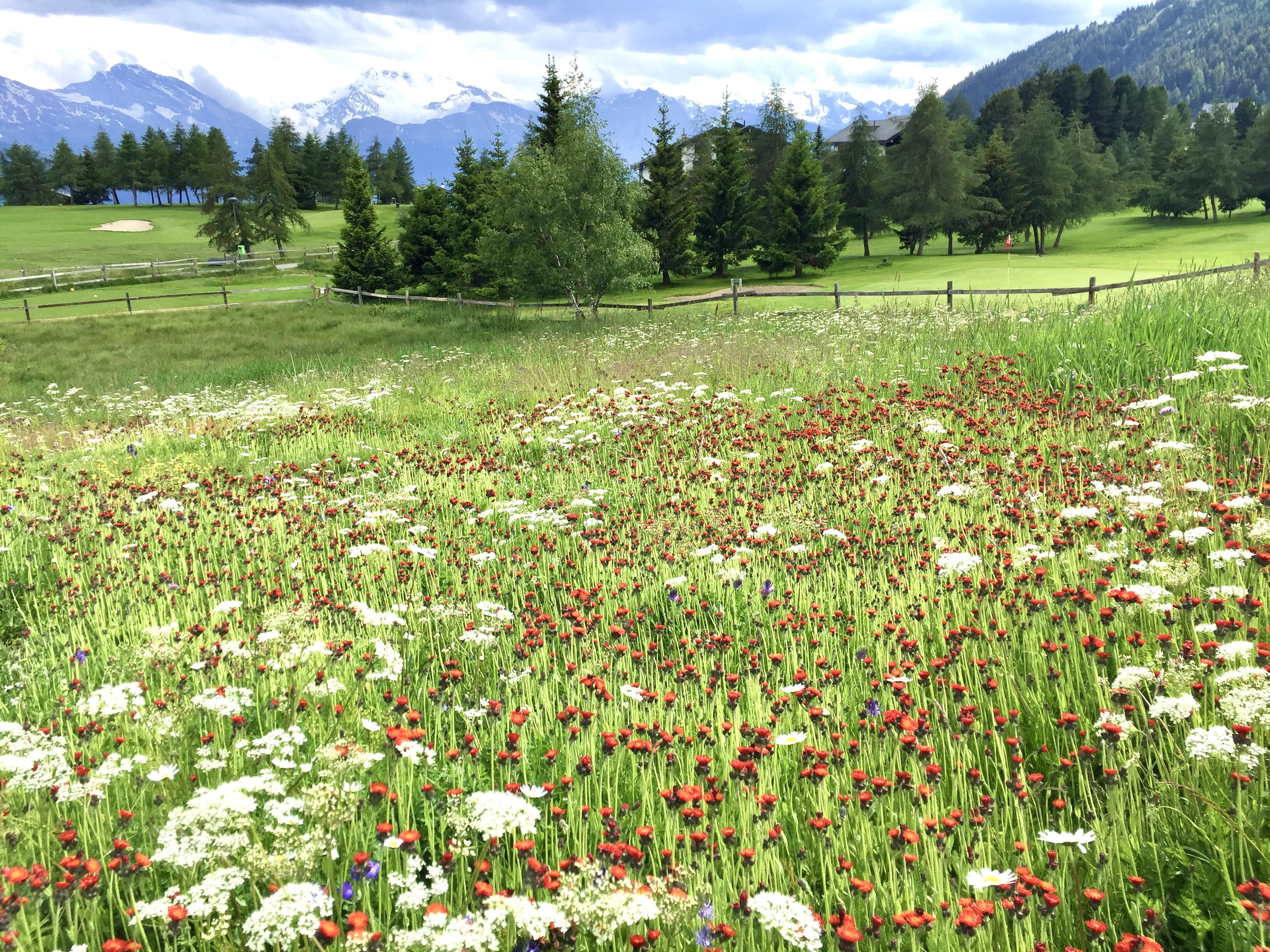 Blick über den Golfplatz Blick über den Golfplatz