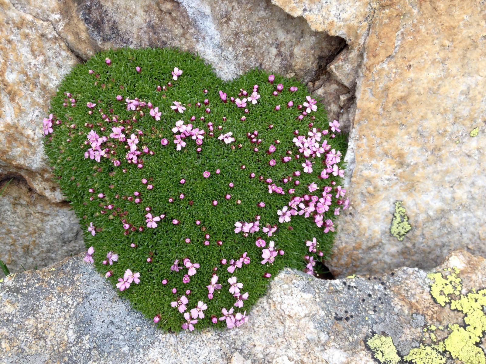 Herzliche Grüsse vom Wegesrand Herzliche Grüsse vom Wegesrand