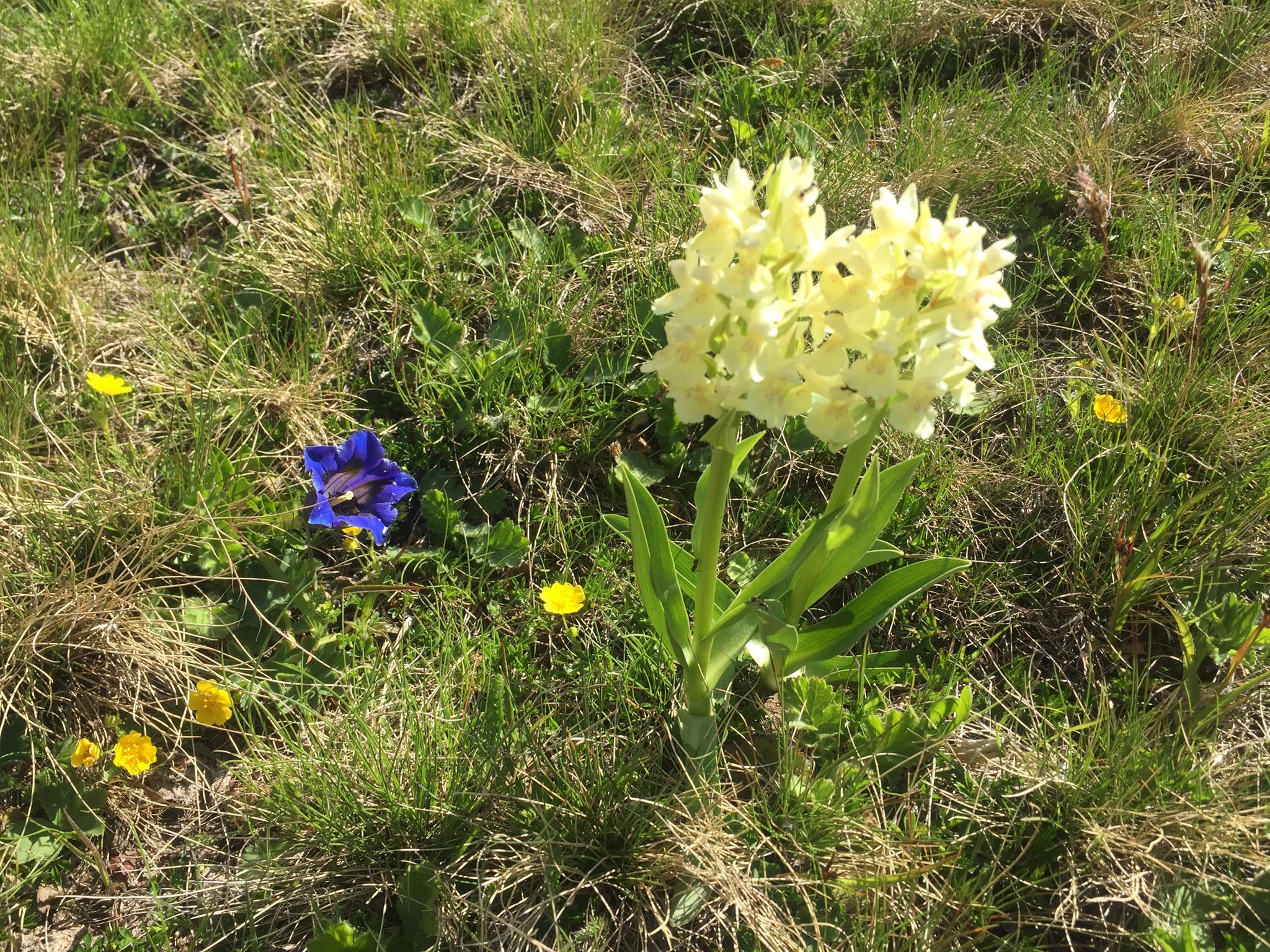 Alpenblumen Alpenblumen
