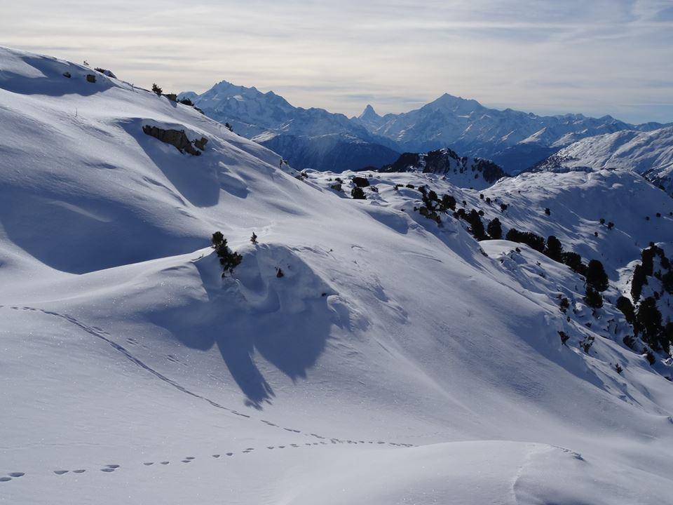 unberührter Aletschwald unberührter Aletschwald