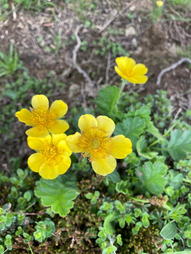 Alpenfrühling Alpenfrühling