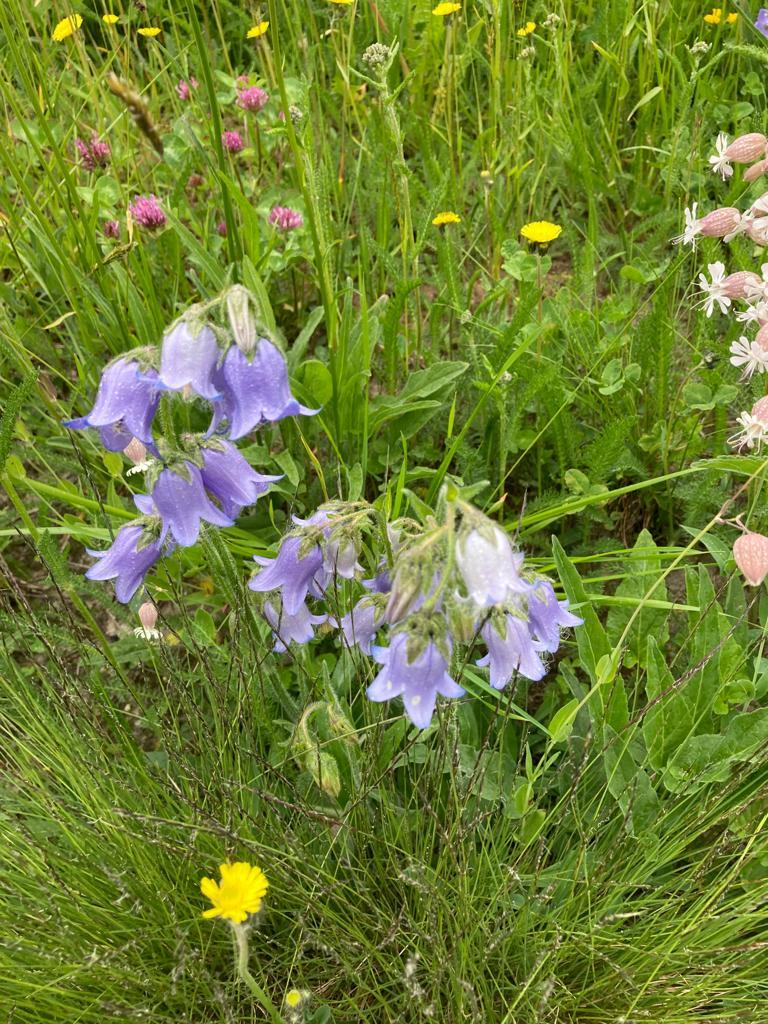 Alpenfrühling Alpenfrühling