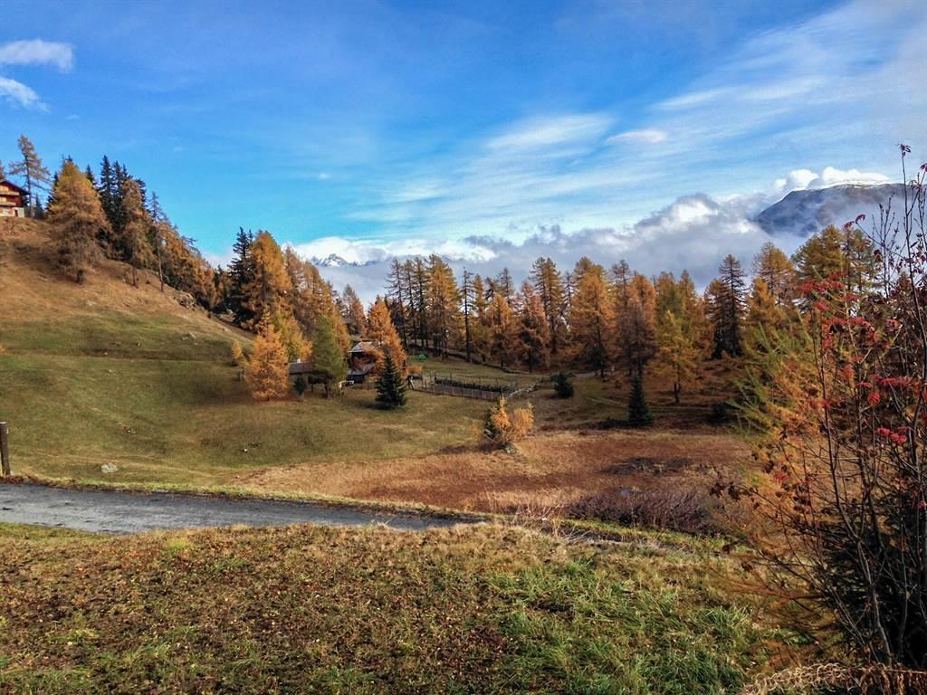 Auch das Hochmoor färbt sich Auch das Hochmoor färbt sich