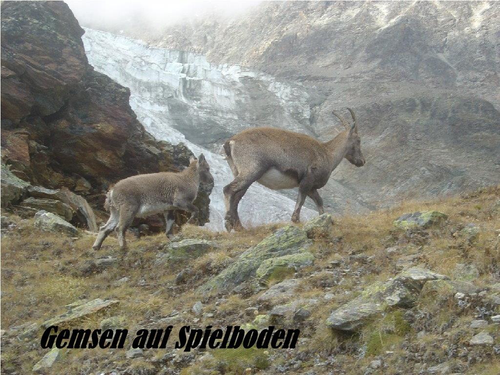 10.3 Gemsen 10.3 Gemsen