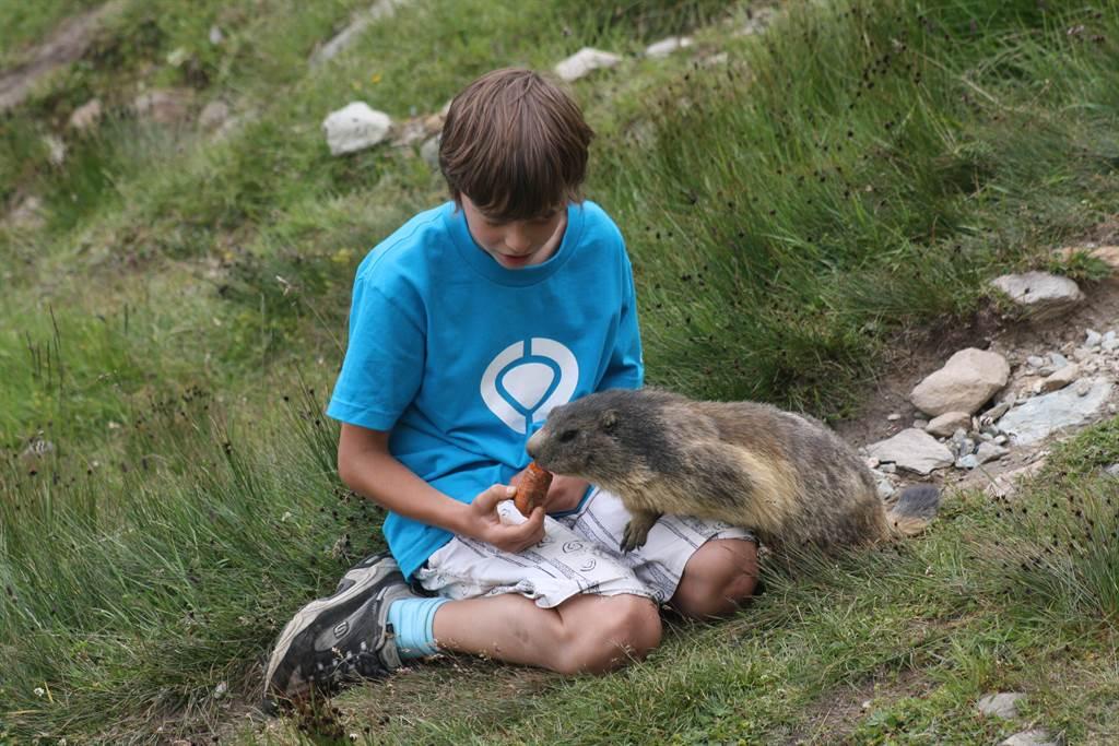 Murmeltier füttern Murmeltier füttern