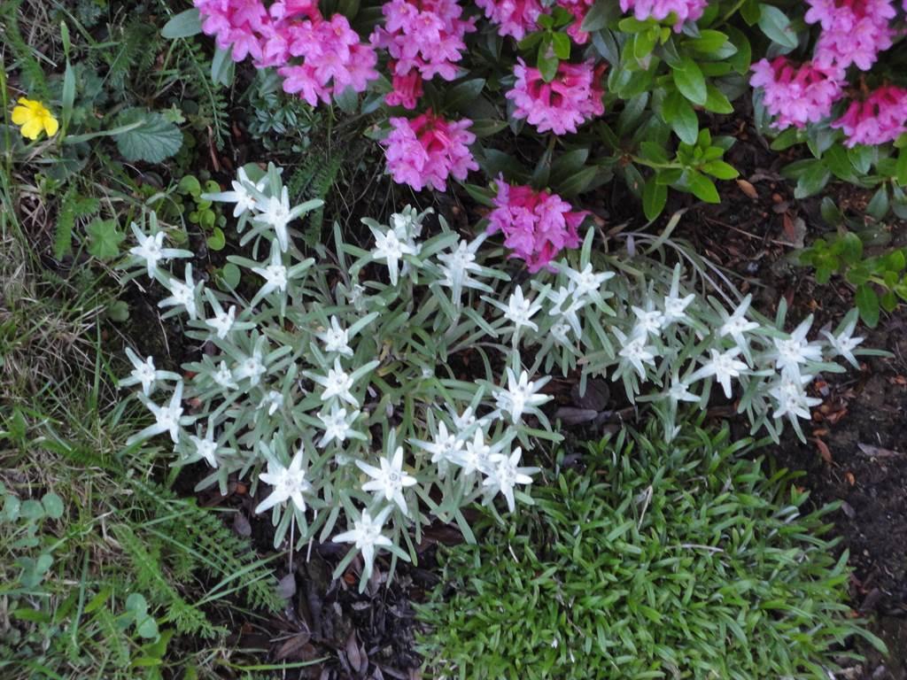 Edelweiss Edelweiss
