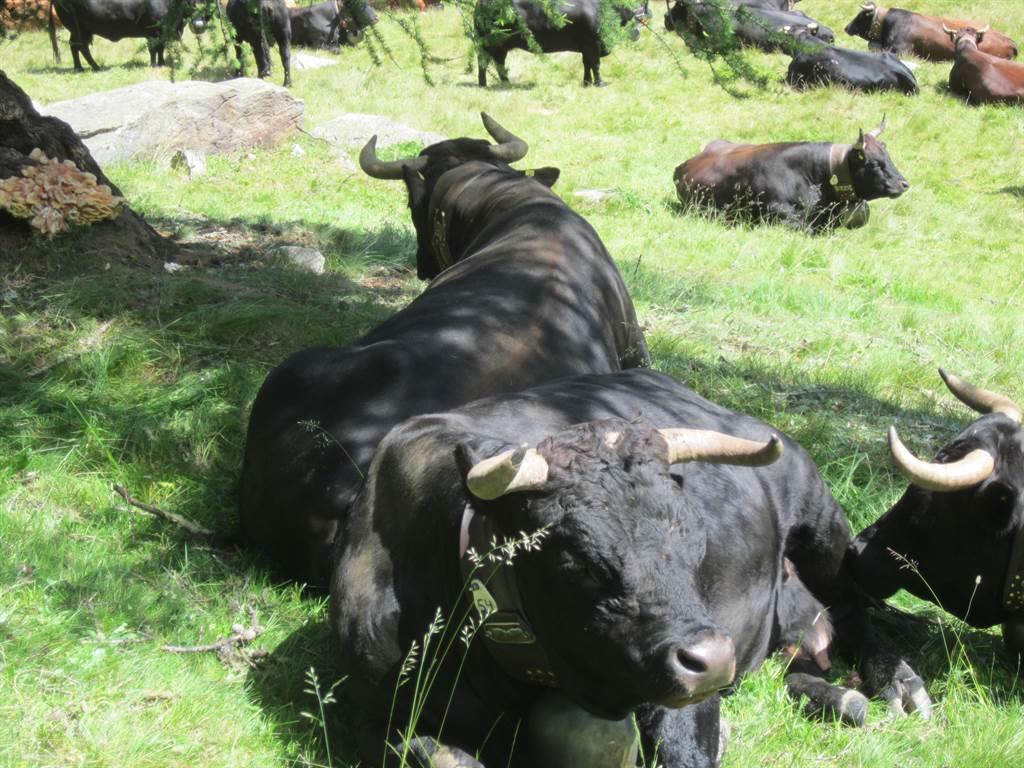 Walliser Kampfkühe Walliser Kampfkühe