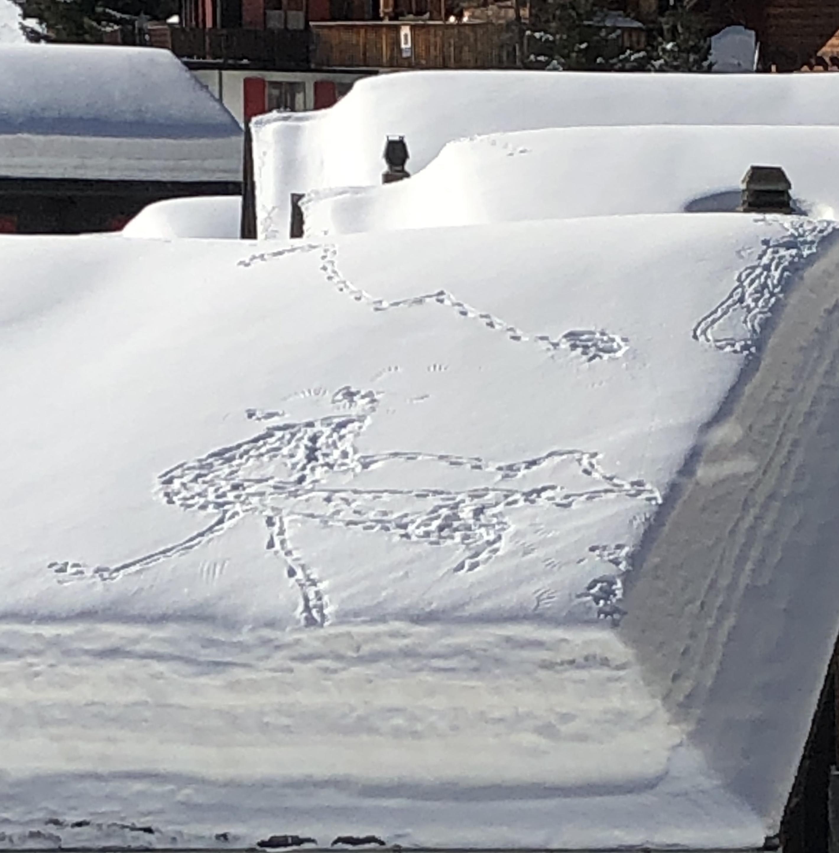 Bergdohlen-Künstler Bergdohlen-Künstler