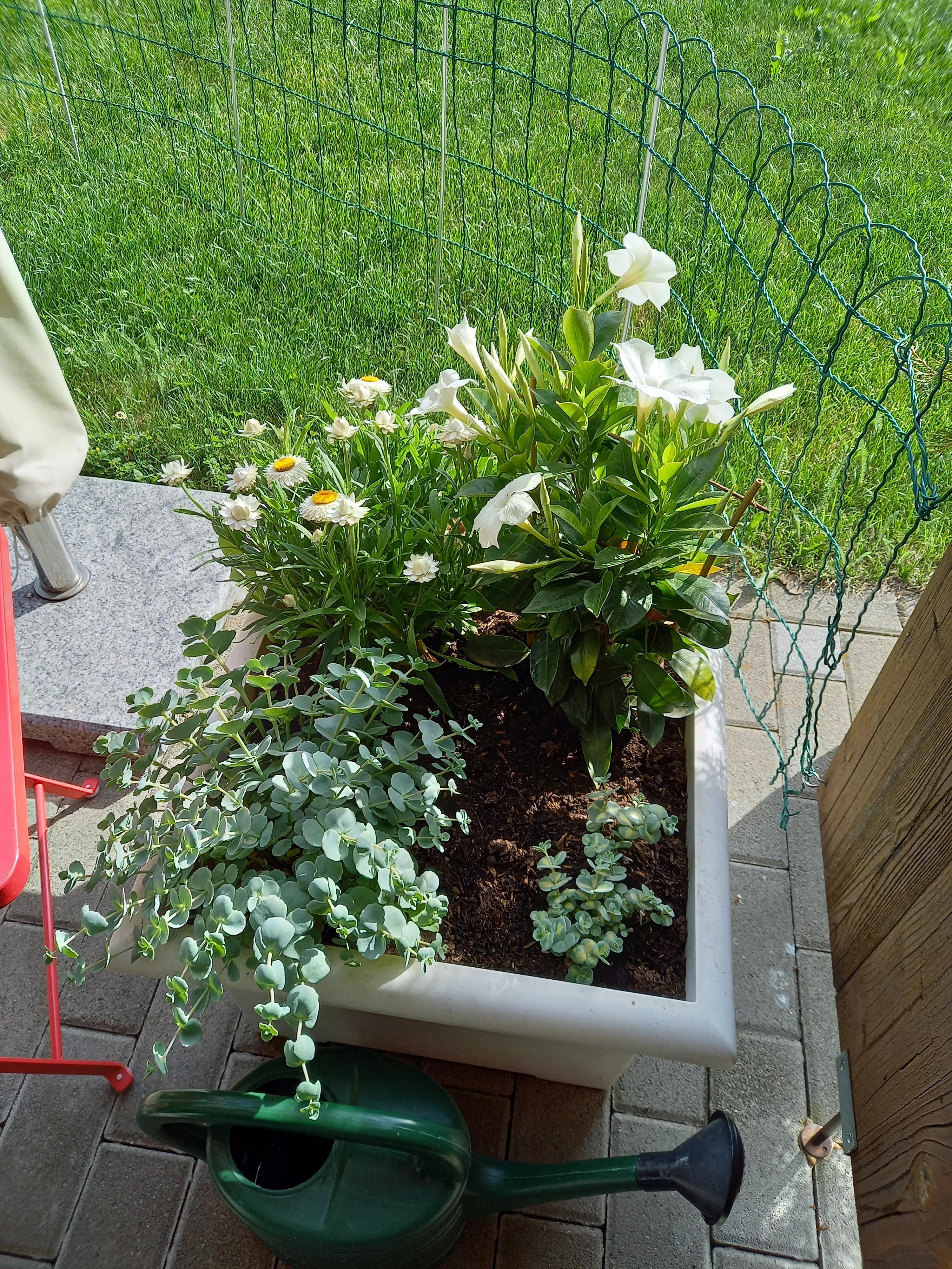 Blumen auch auf der Terrasse Blumen auch auf der Terrasse
