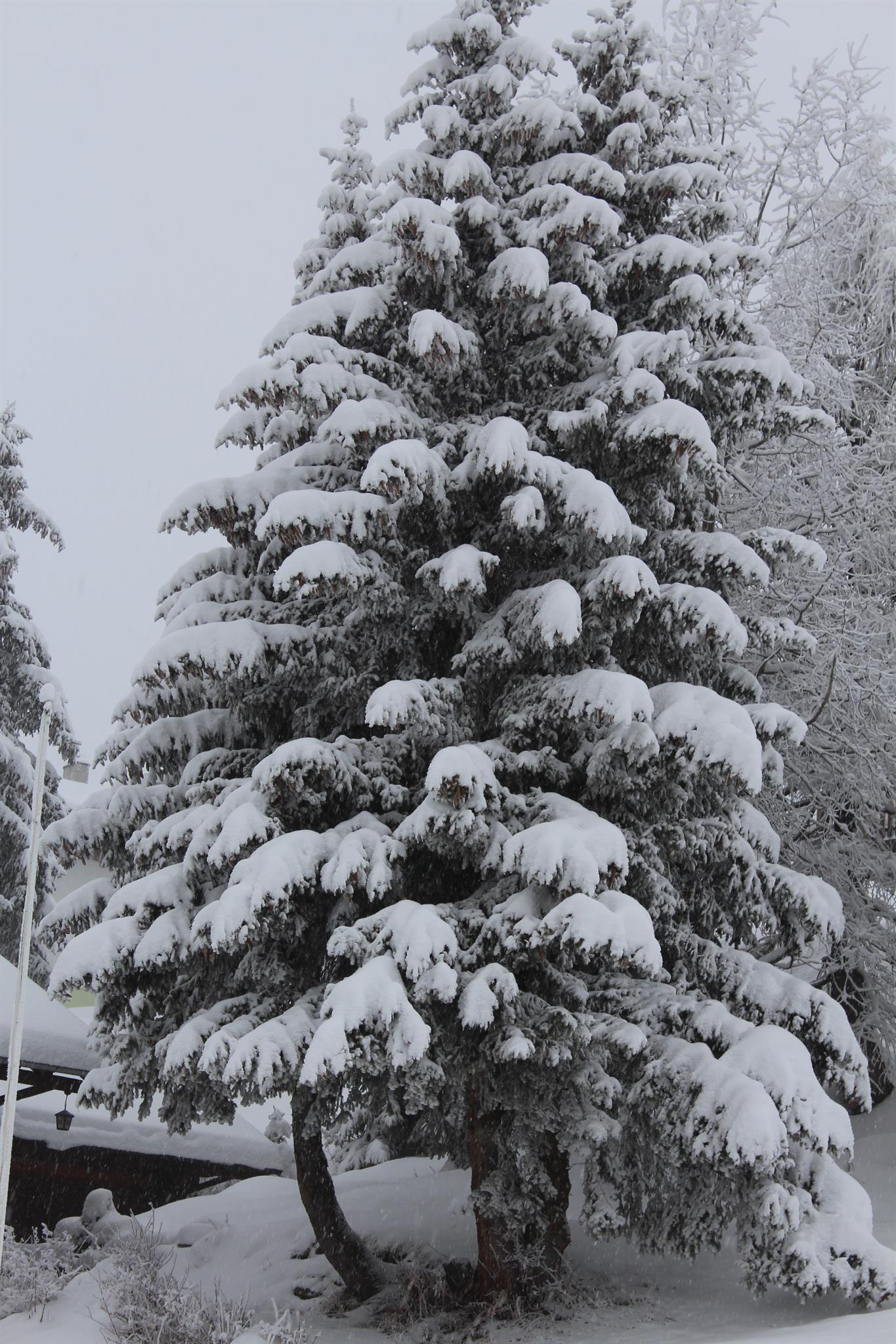 Bilder 2014.Riederalp 020 Bilder 2014.Riederalp 020