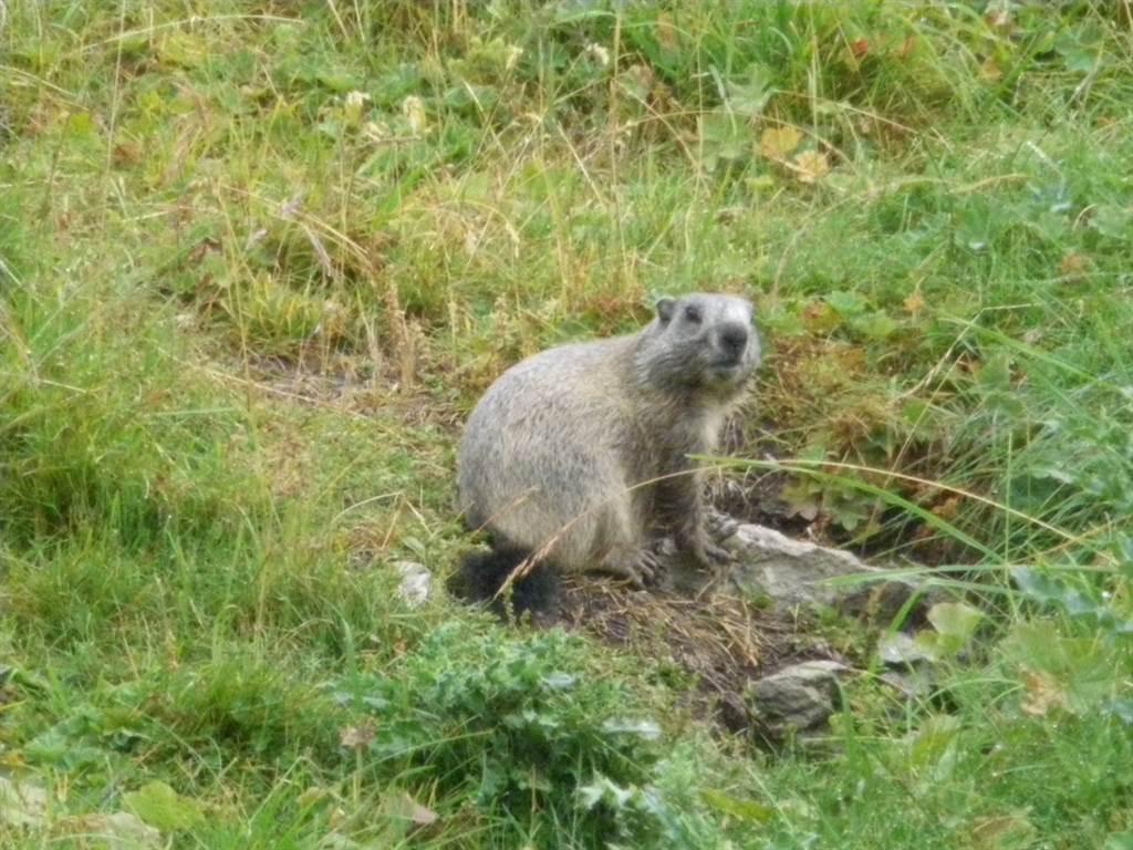 Ferien auf der Riederalp Ferien auf der Riederalp