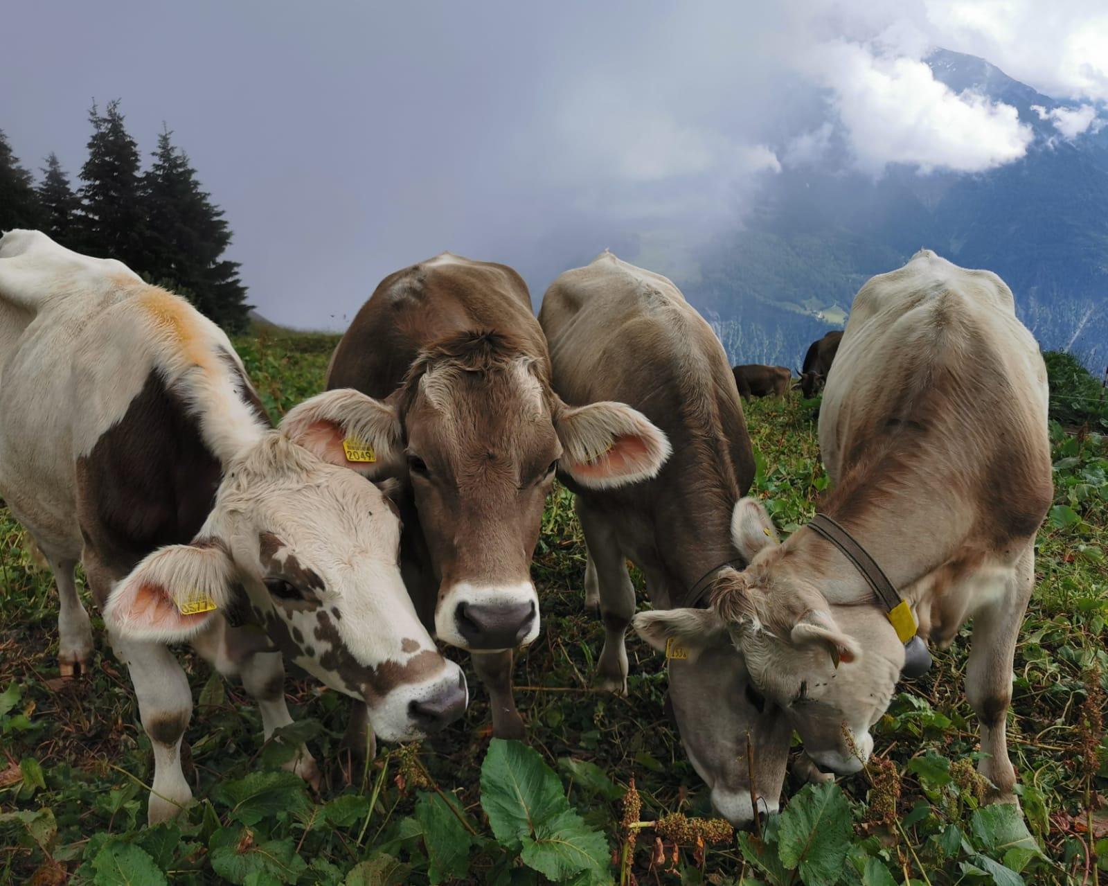 Alpwirtschaft Alpwirtschaft