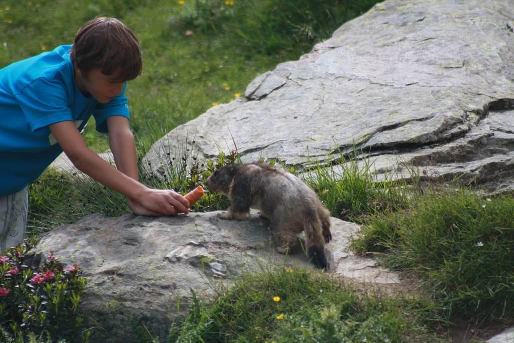 Murmeltier füttern beim wandern Murmeltier füttern beim wandern