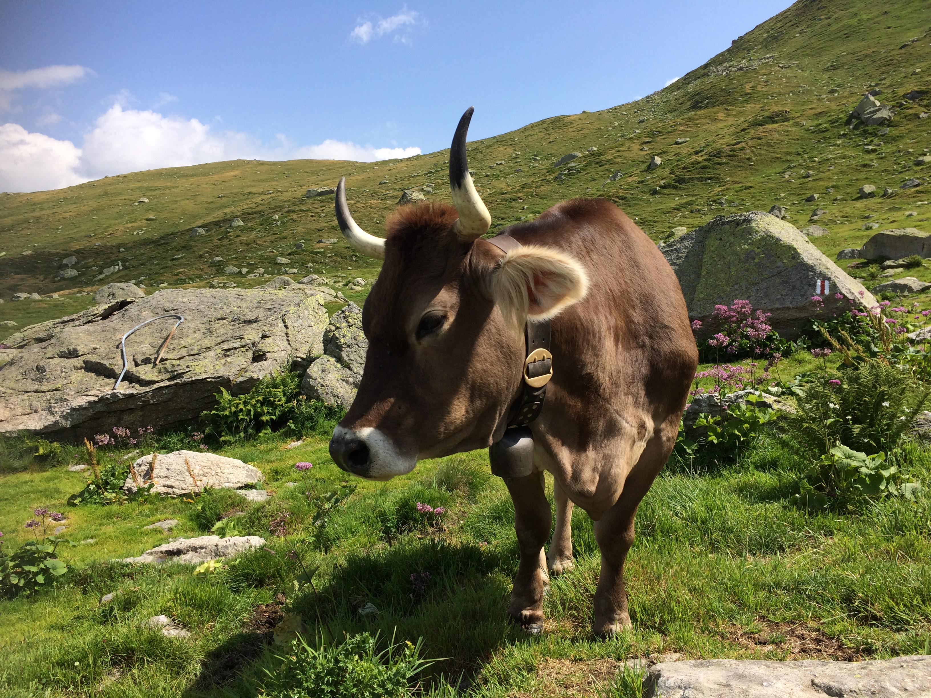 Alpenzauber Alpenzauber